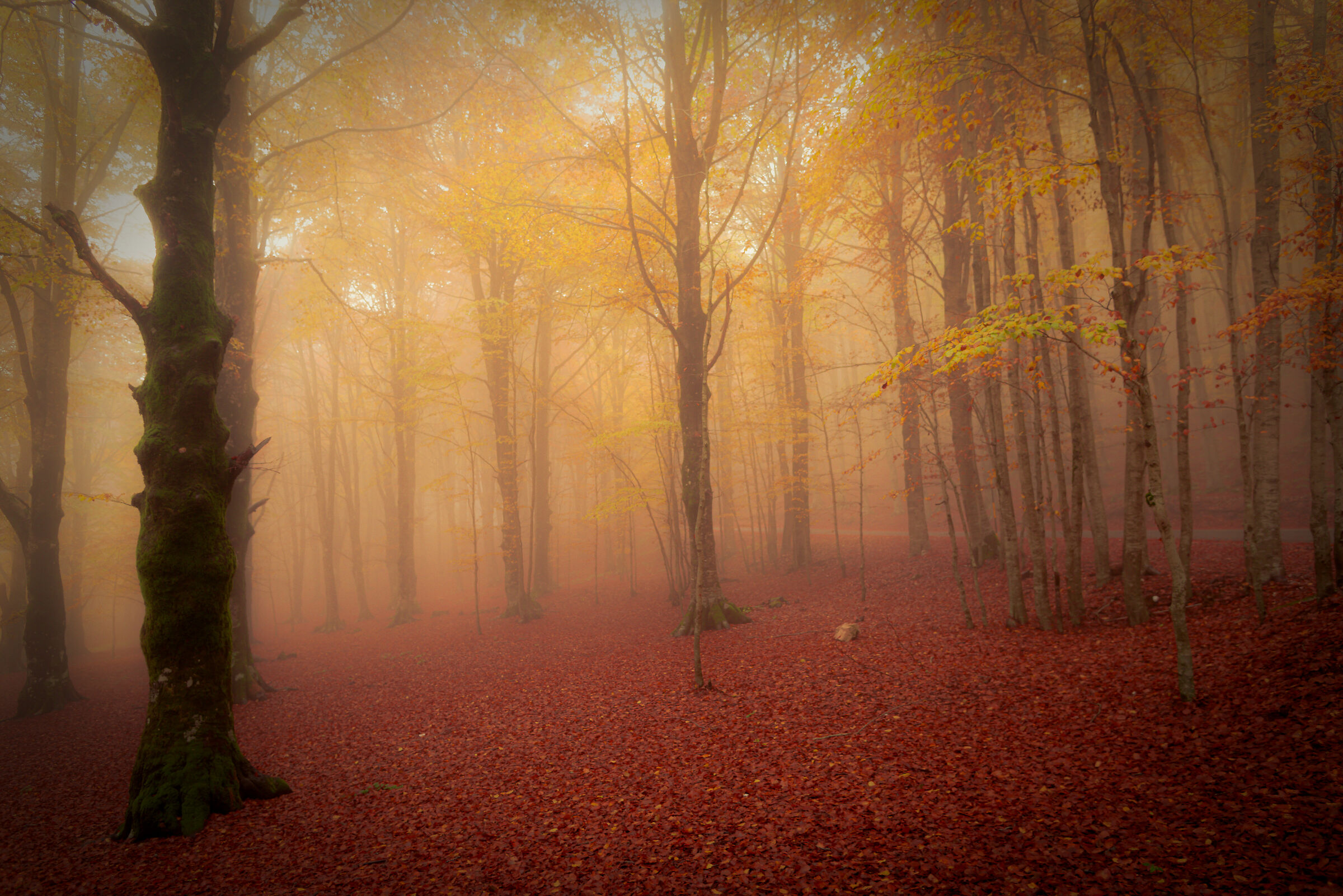 The colors of autumn