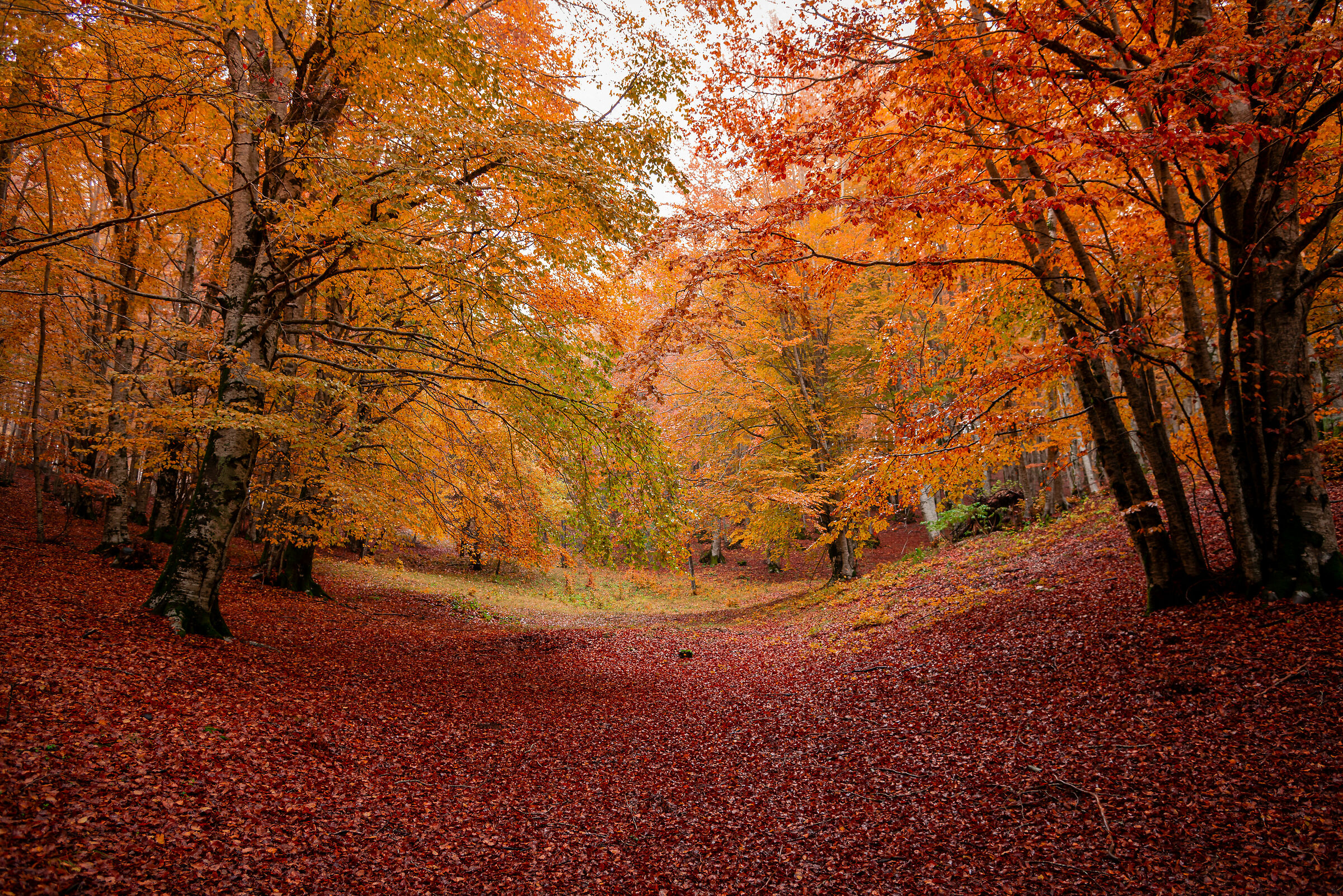 The colors of autumn