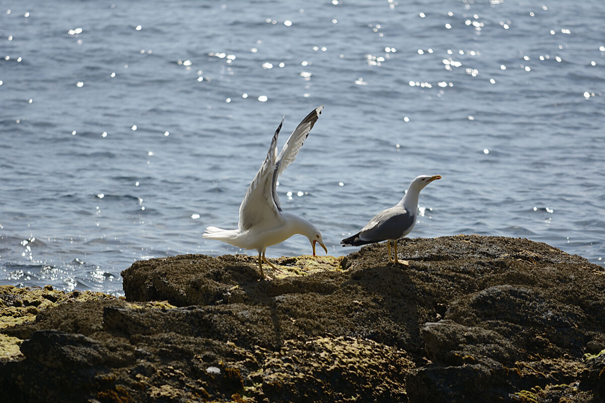 passione e indifferenza