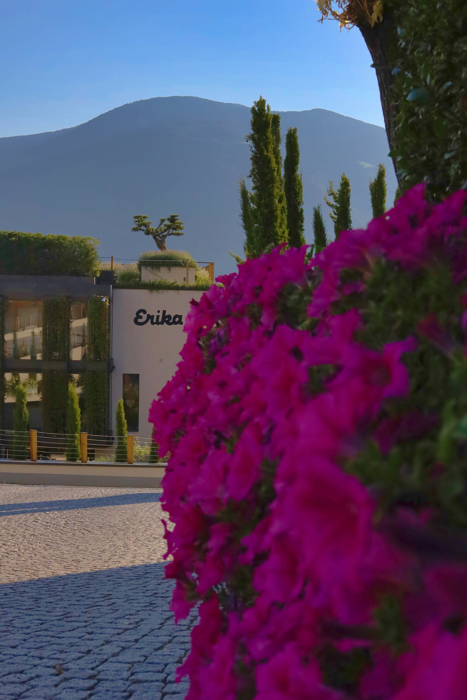 the olive tree on the roof