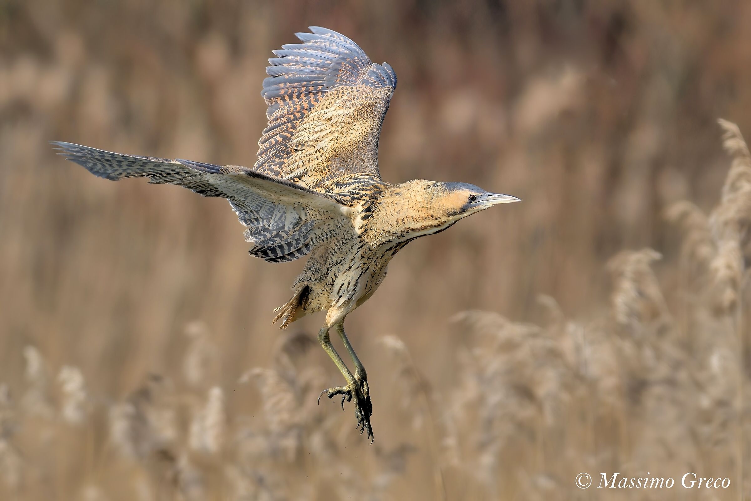 Tarabuso (Botaurus stellaris)