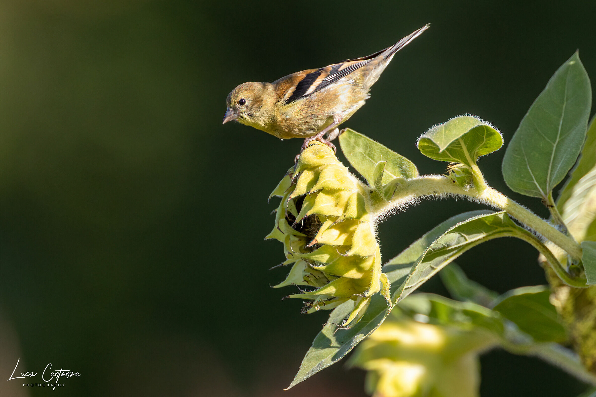 Gold Finch (Spinus tristis) Lucherino americano