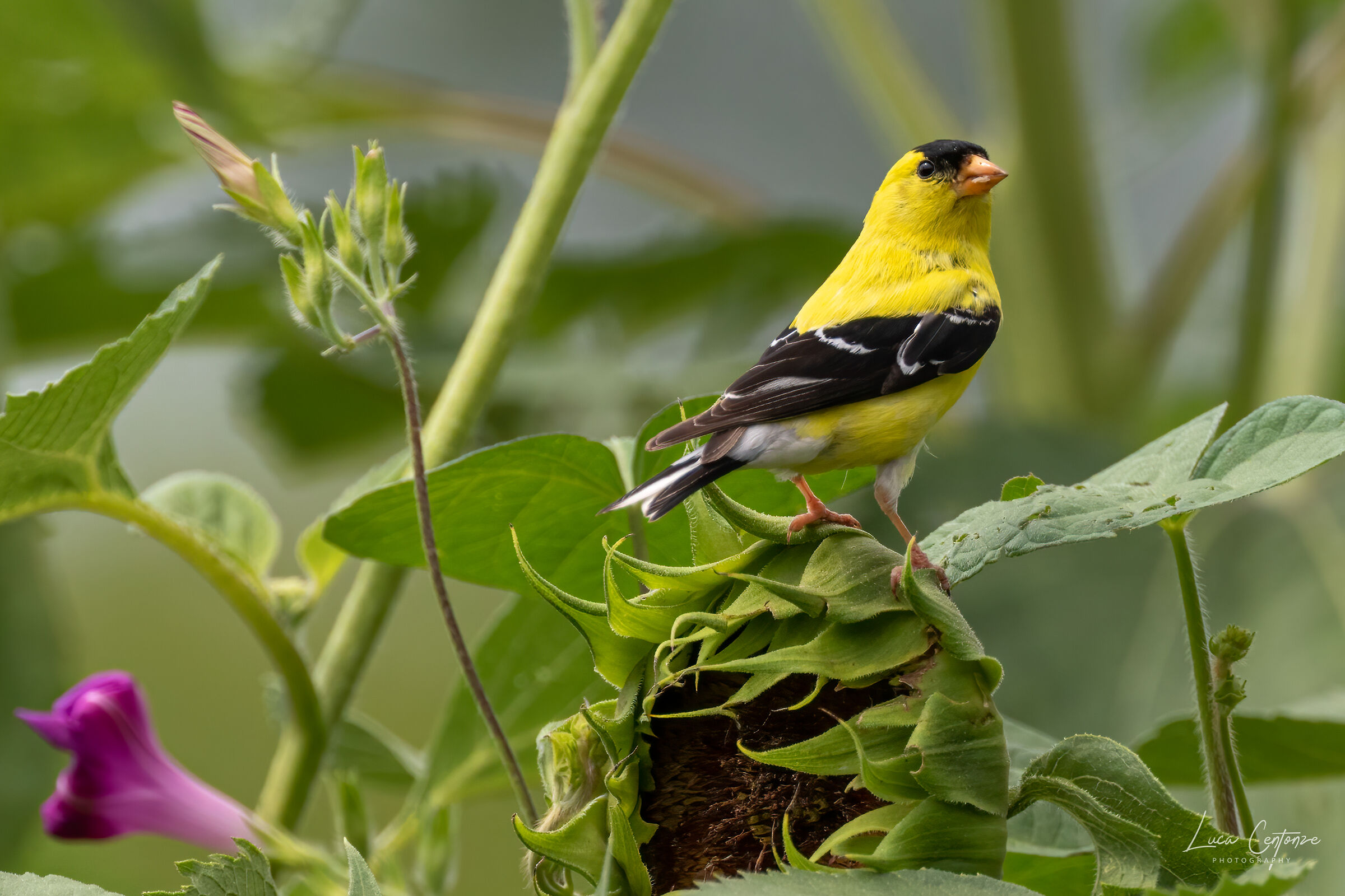 Gold Finch maschio in livrea estiva