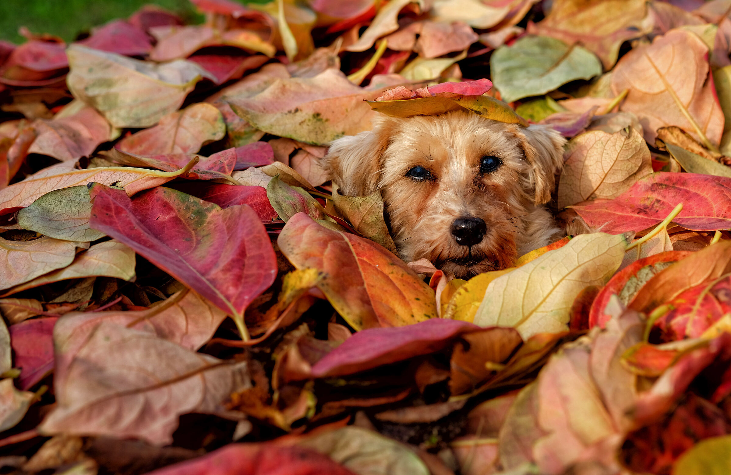 Sommerso dall'autunno