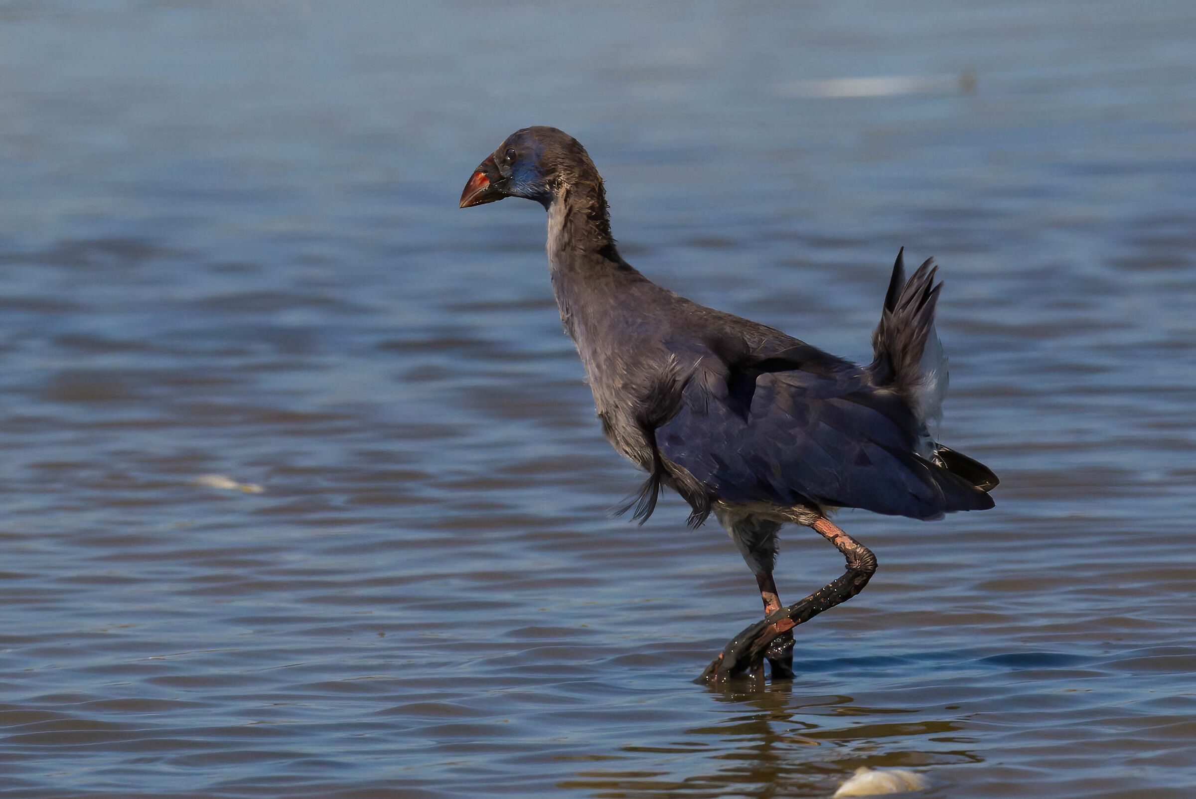 Il sultano a passeggio