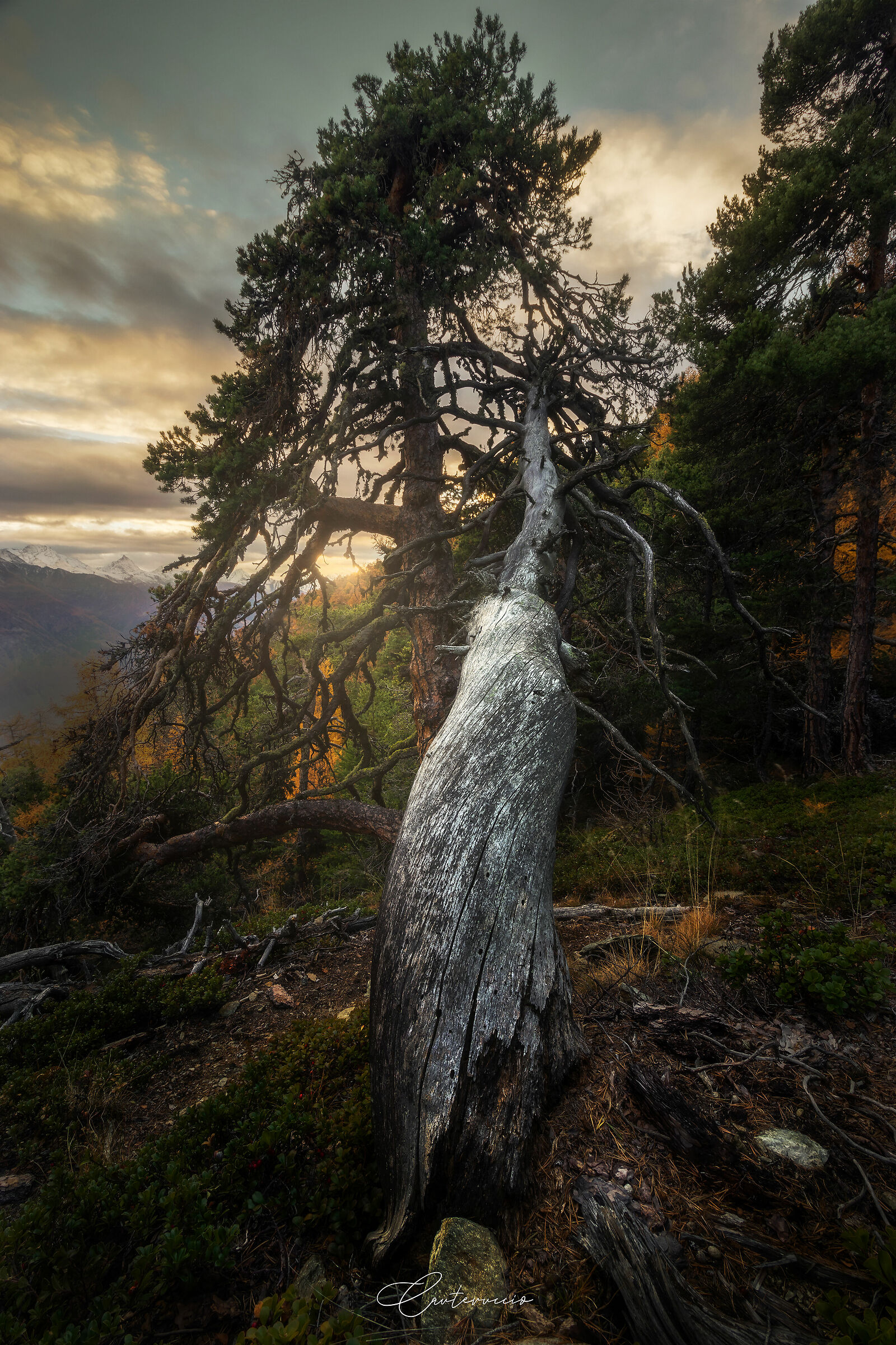 Laying down - Quart (ao)