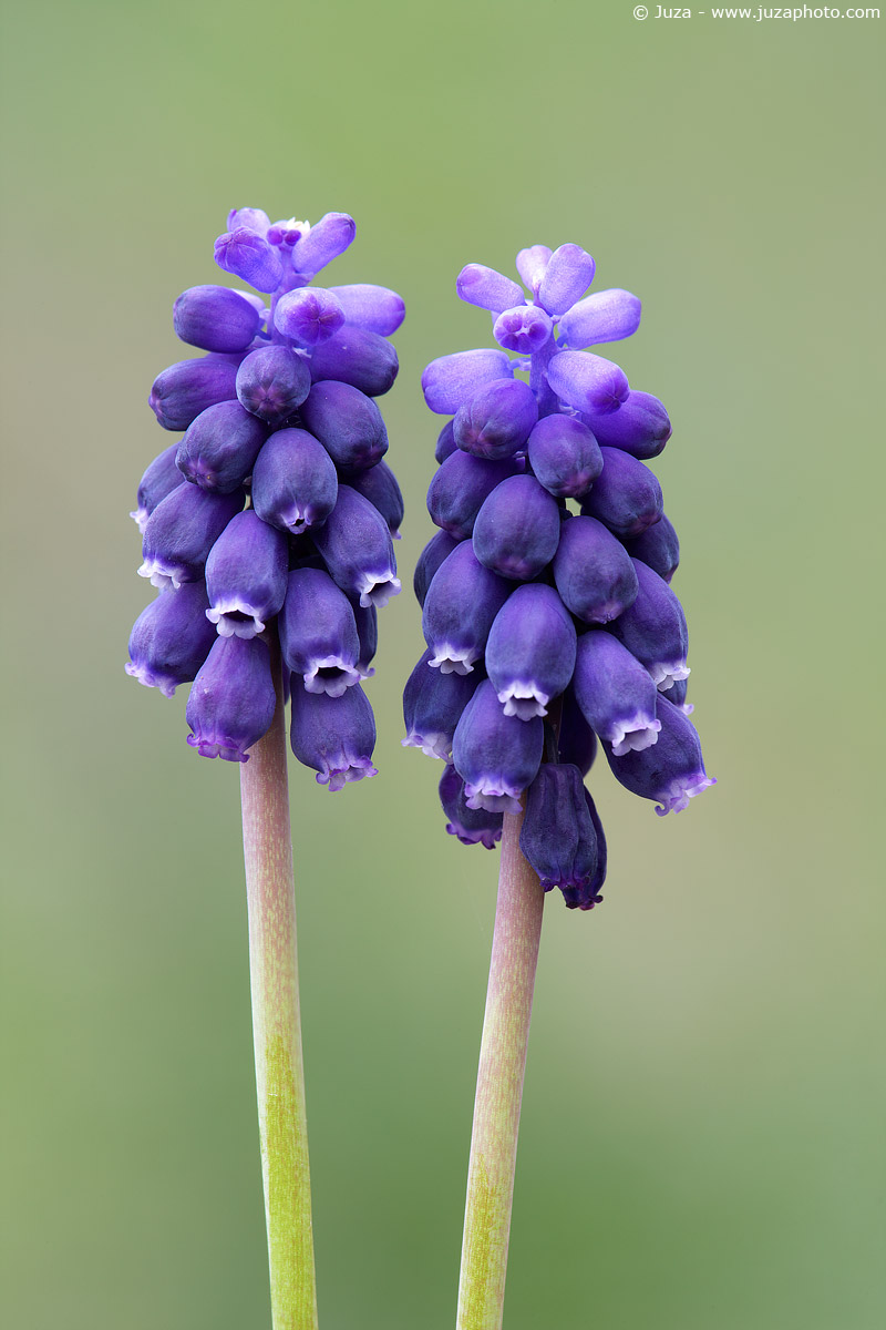 Muscari neglectum, 009460