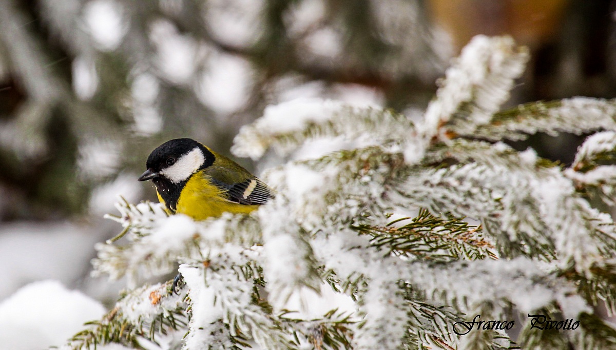 Cinciallegra su abete rosso