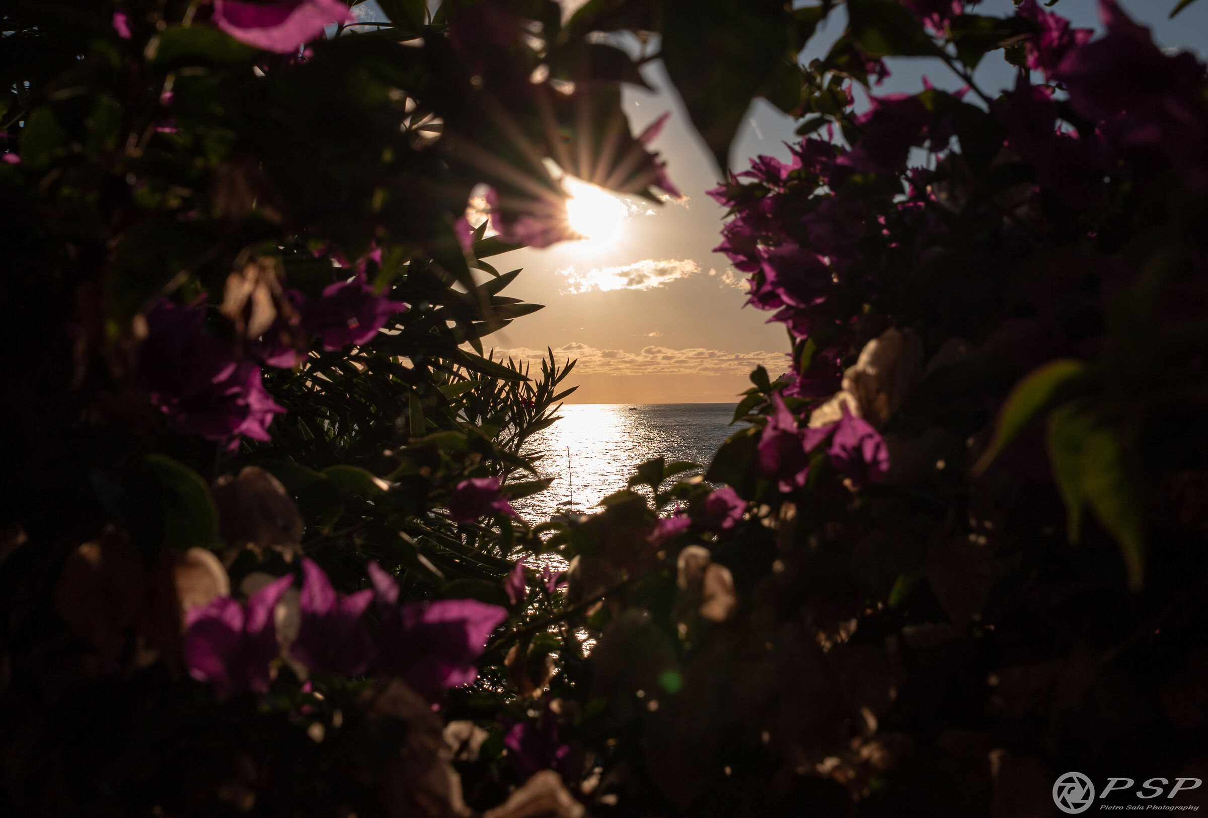 Sunset among the flowers of the Cinque Terre