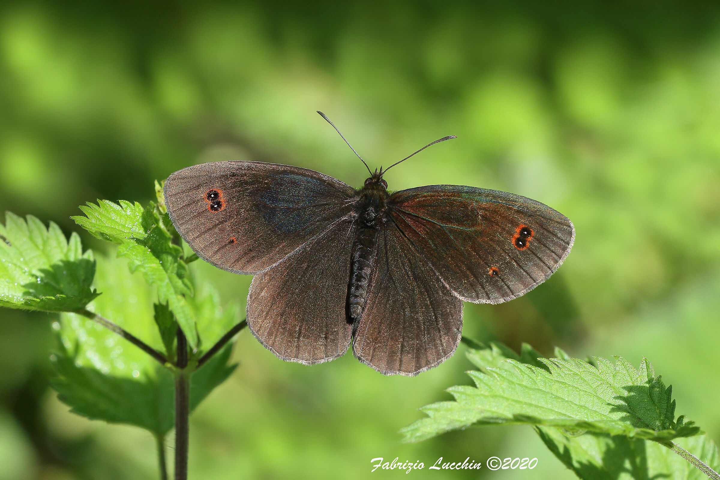 Erebia aethiops