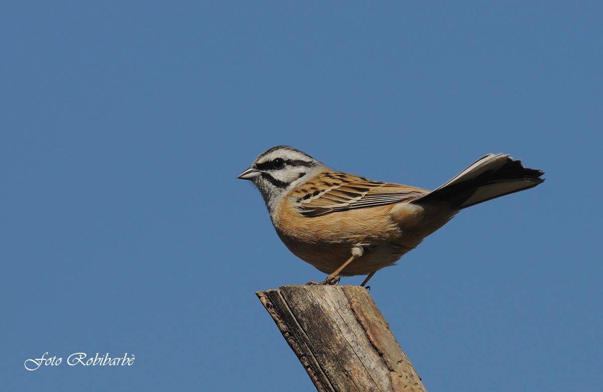 Zigolo muciatto........