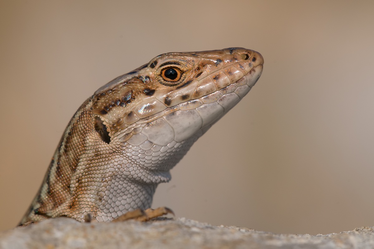 Sguardo da rettile (1)