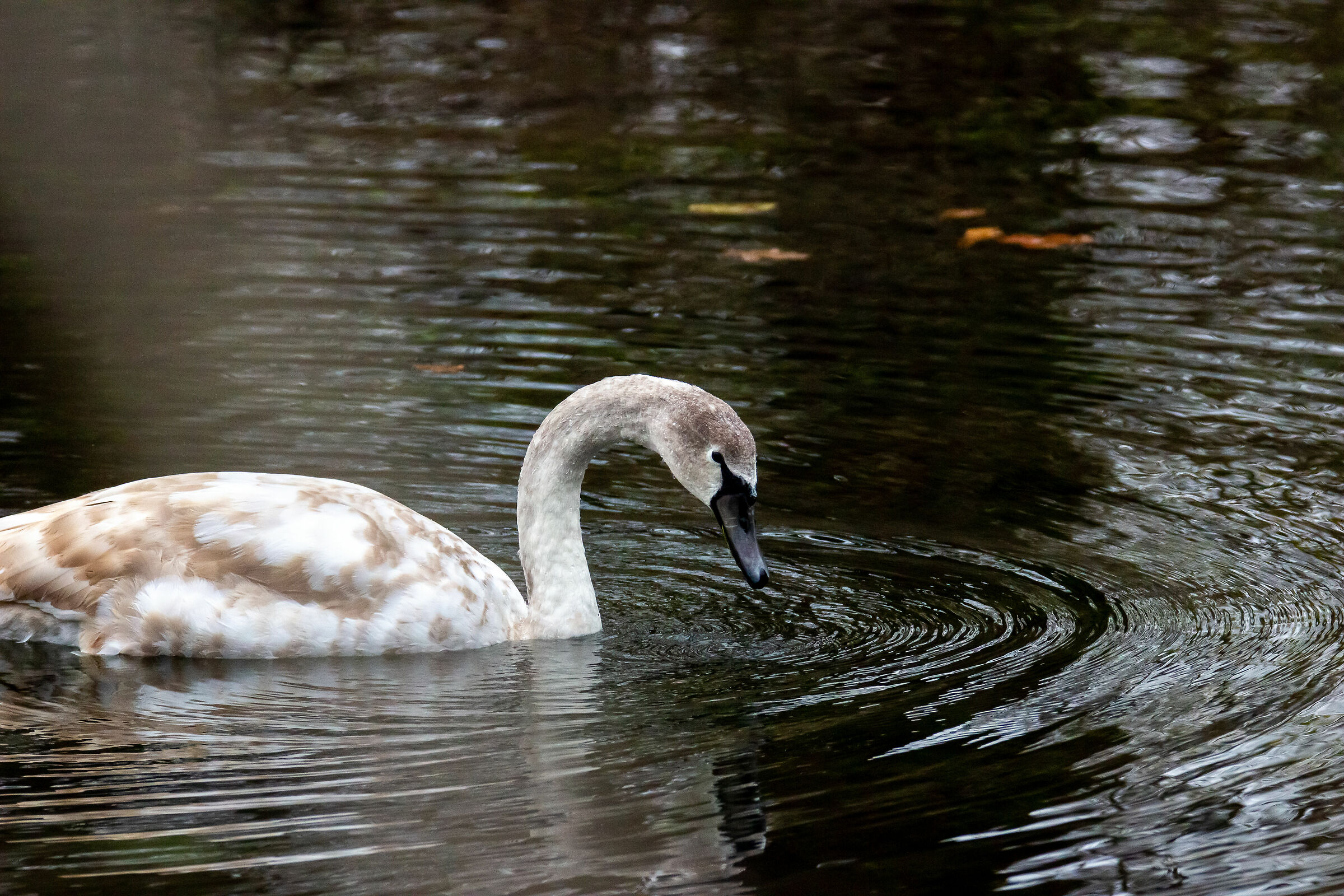 Swan trumpeter