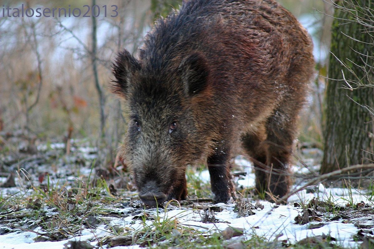 cosa faccio ? Carico o no ?