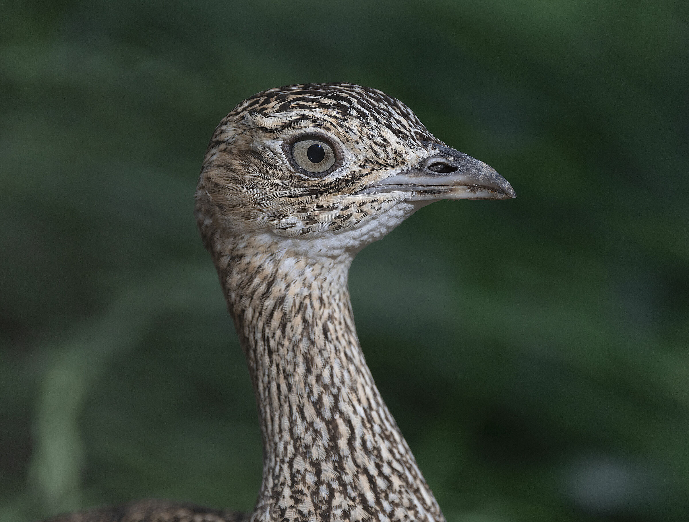 chicken prataiola female environment controlled