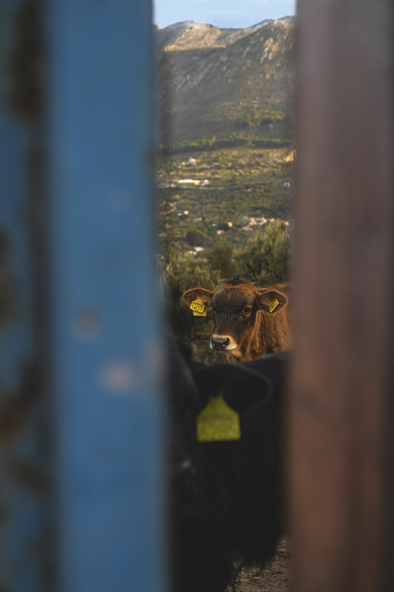 Who's inside a fence?