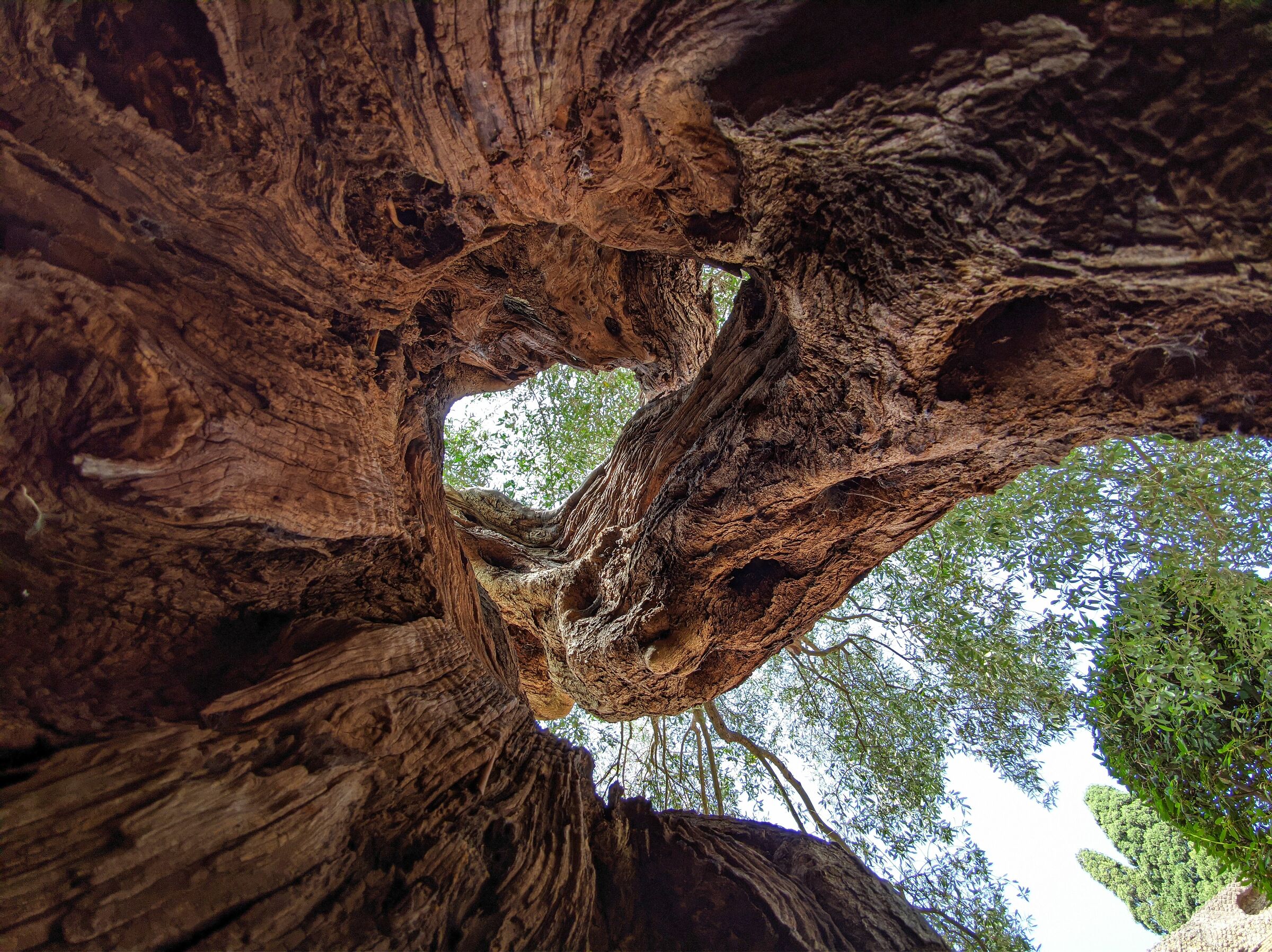 Millenary Olive Tree