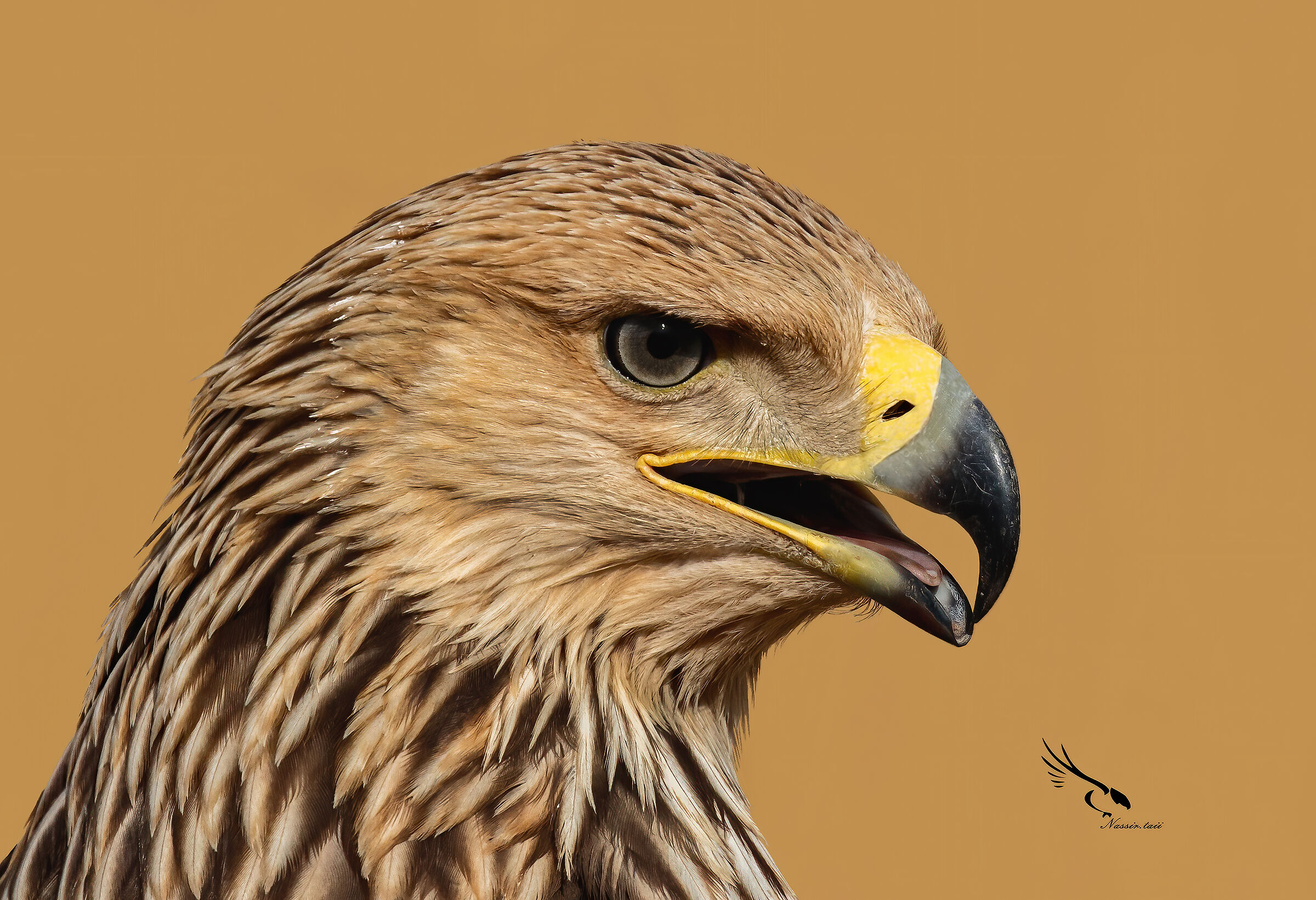 Aquila Imperiale