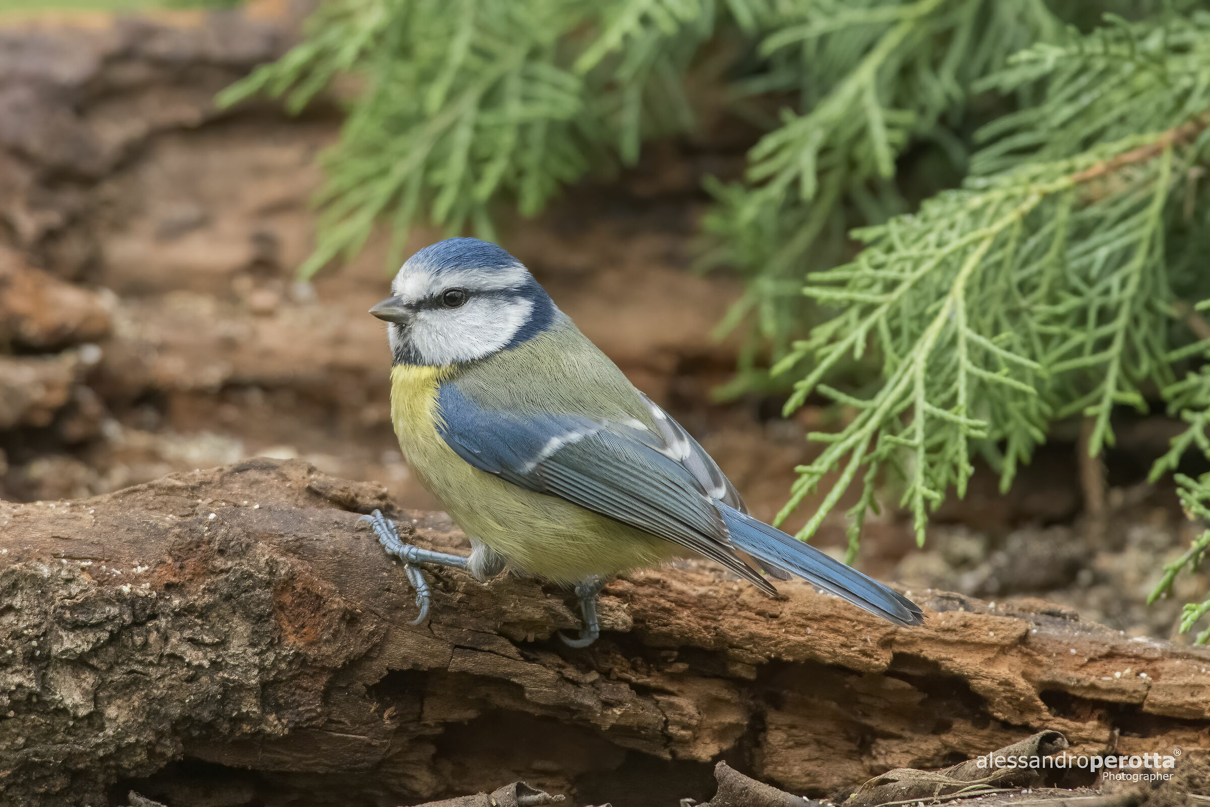 Cyanistes caeruleus