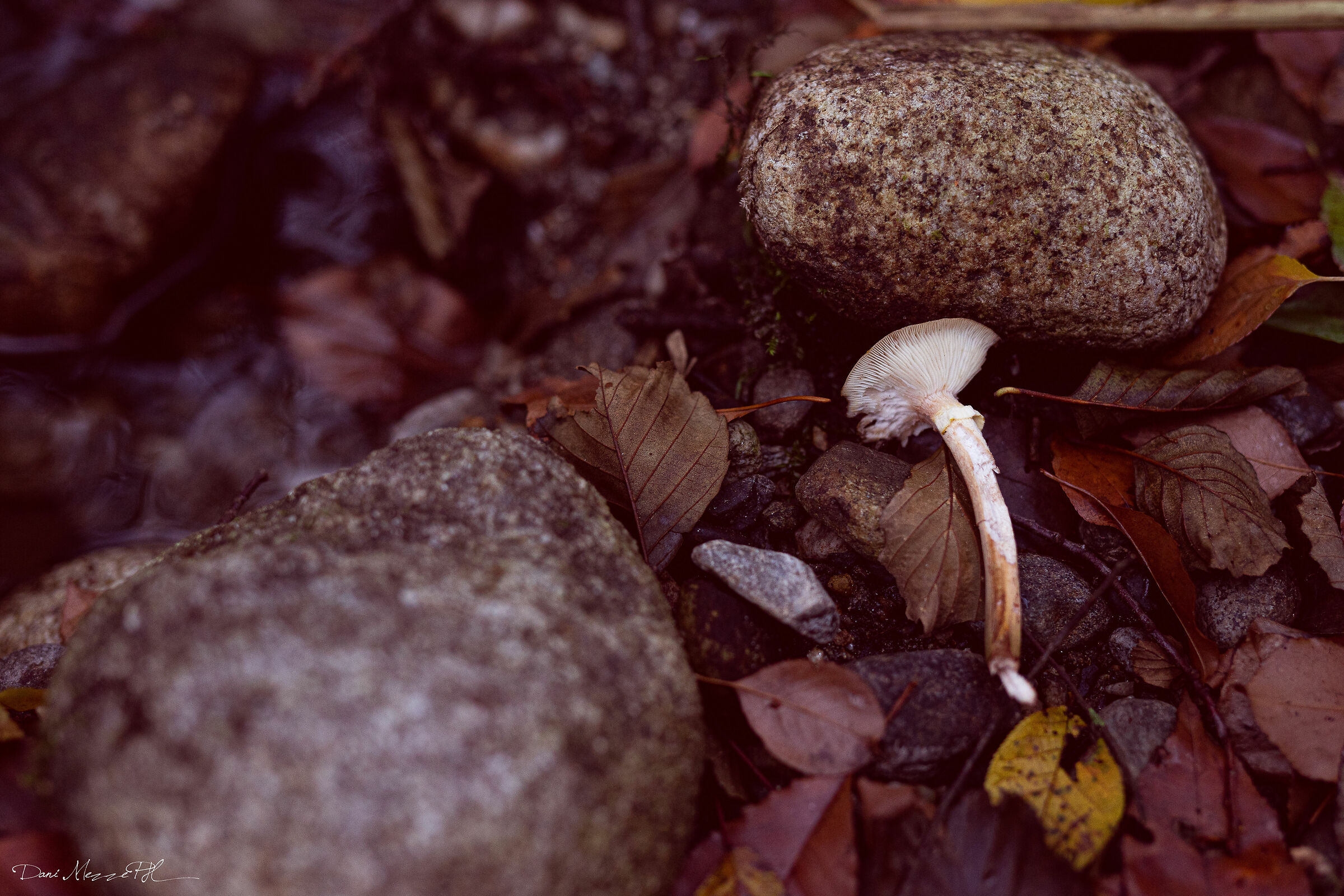 Dormant mushroom
