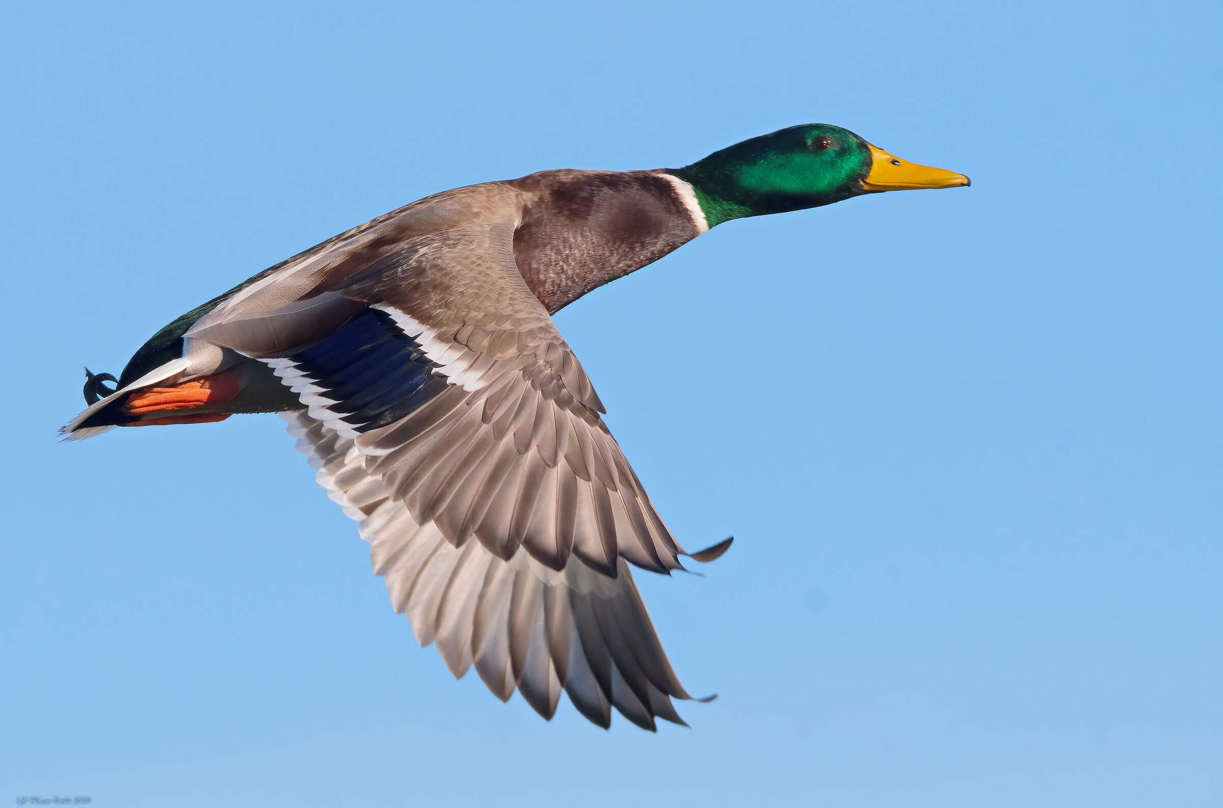 Mallard