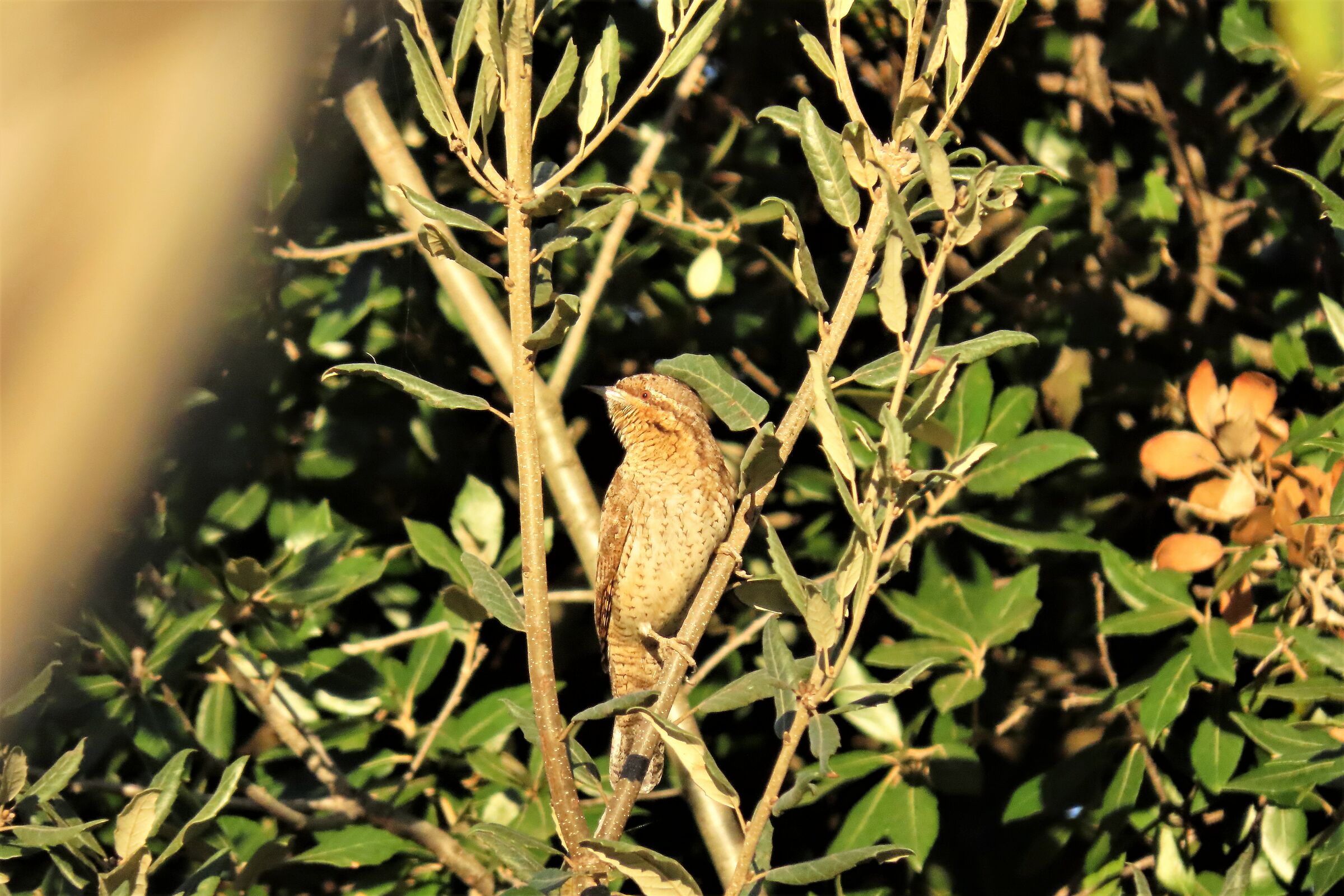 torcicollo