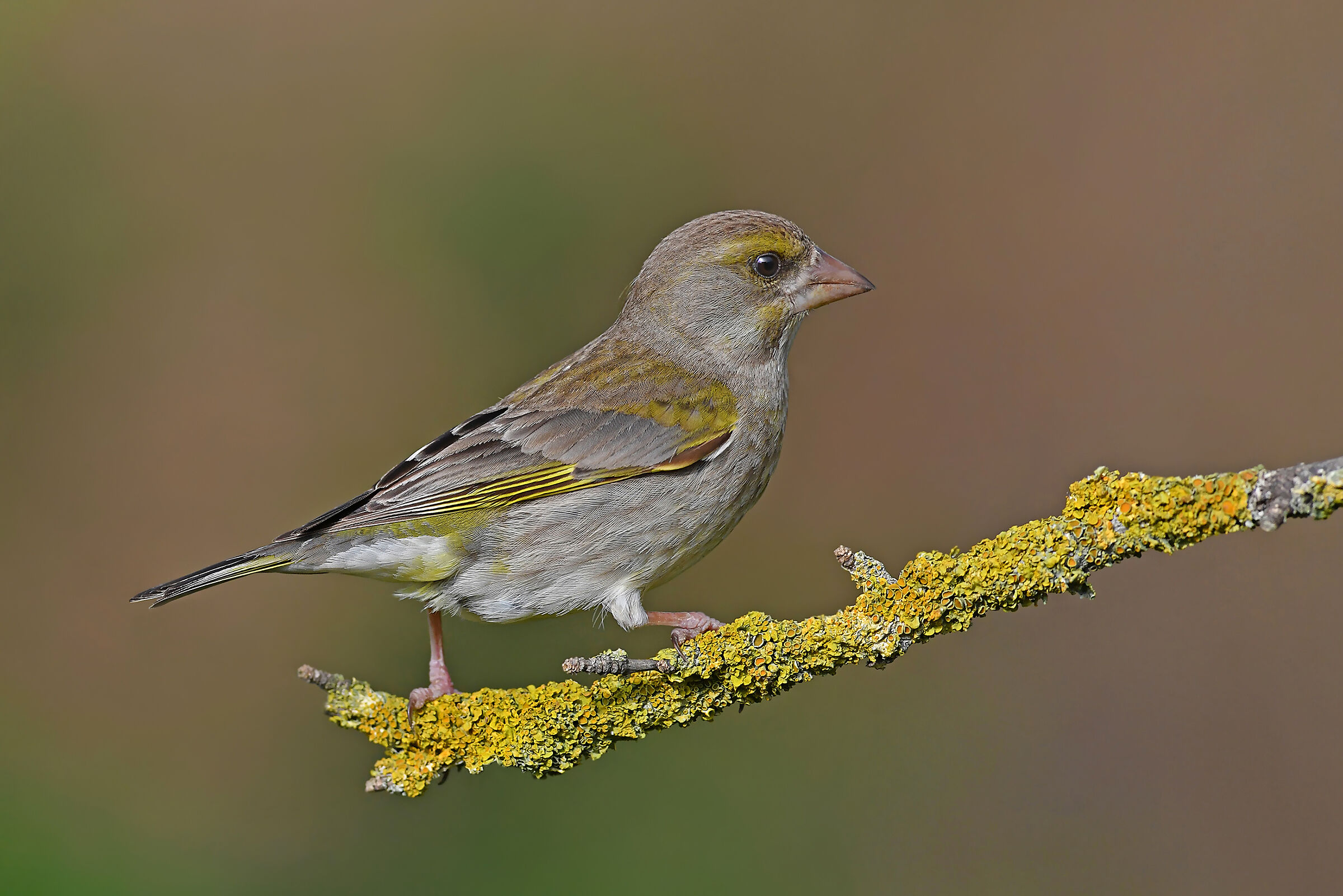 Storie di piume   9  ( Verdone femmina )