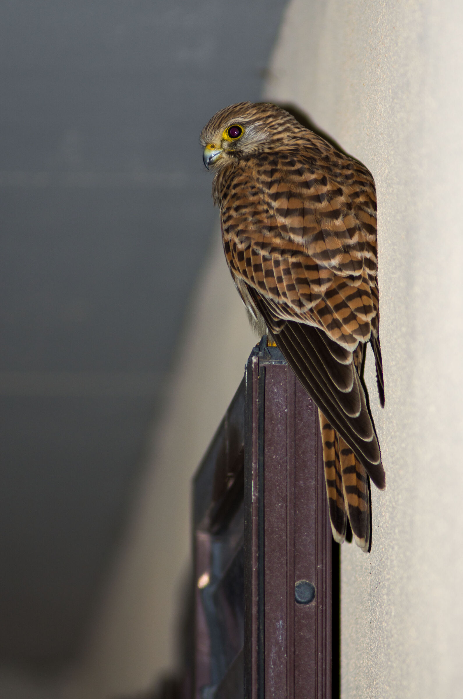 Cheetah or ghebbio... My new roommate