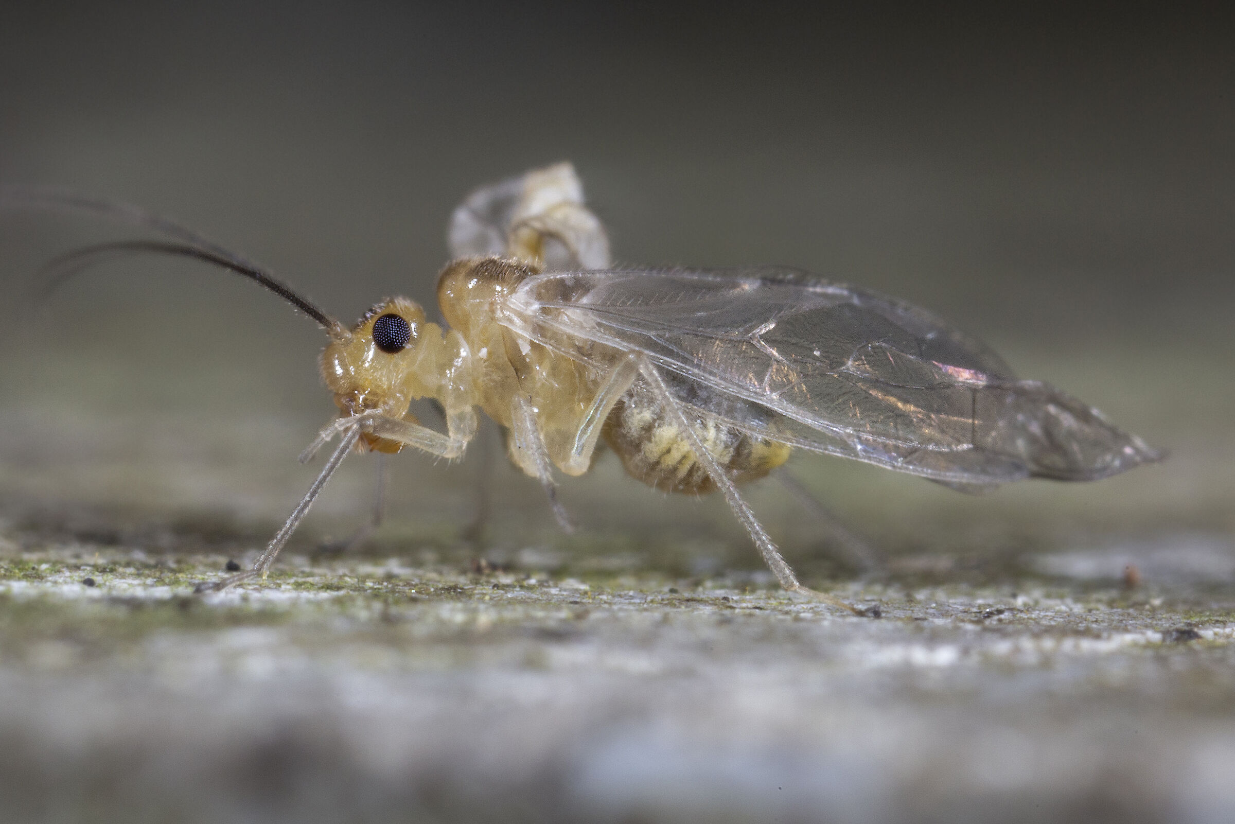 Psococerastis gibbosa (Sulzer, 1776)