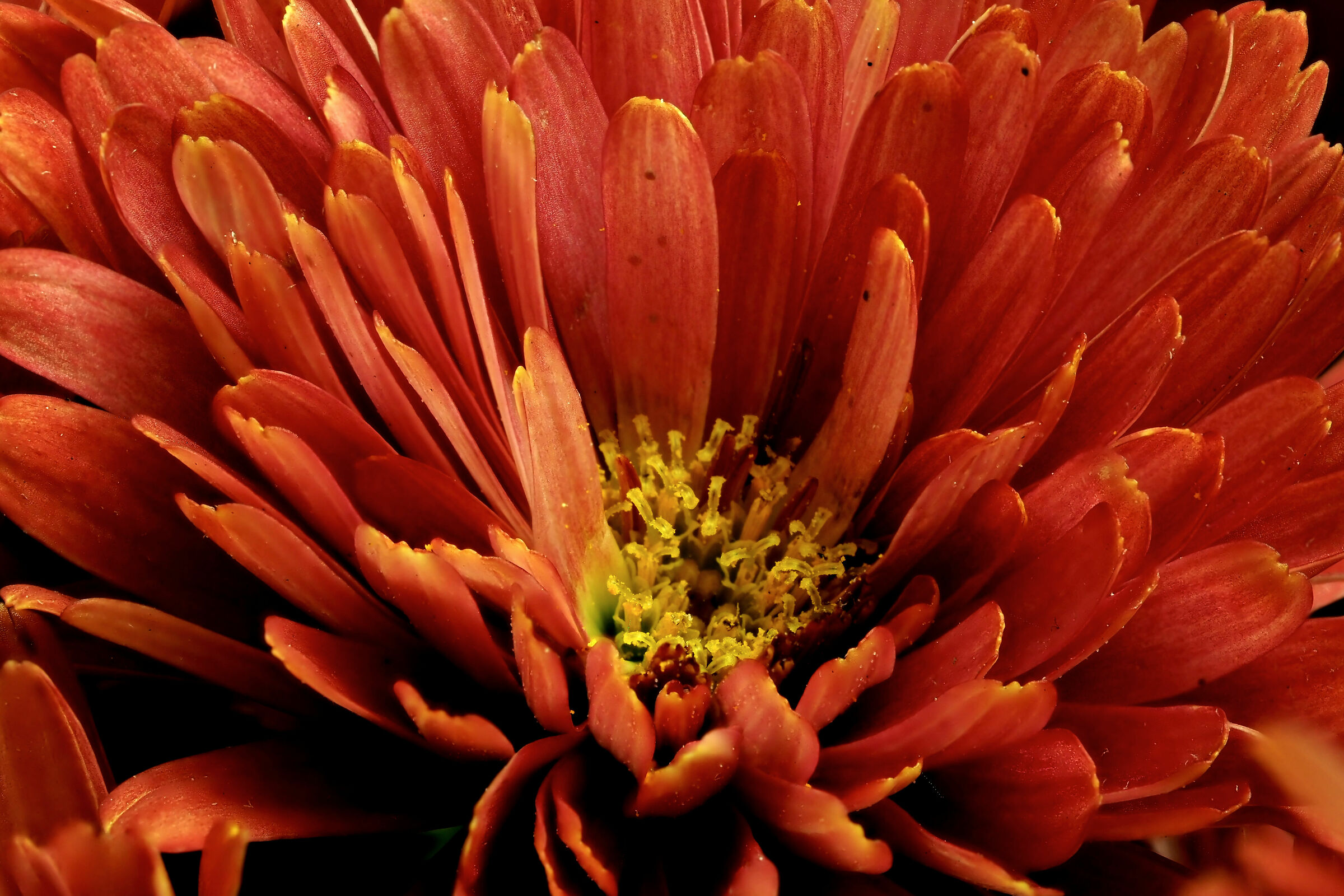 daisy RED
