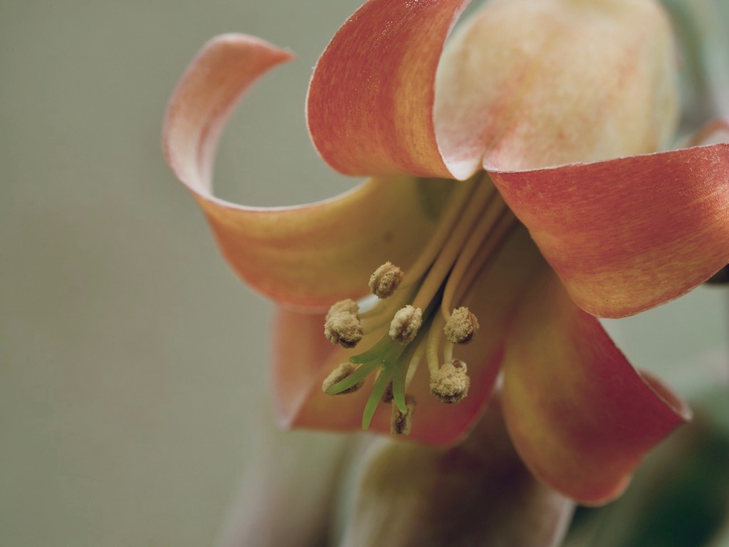 cotyledon orbiculata