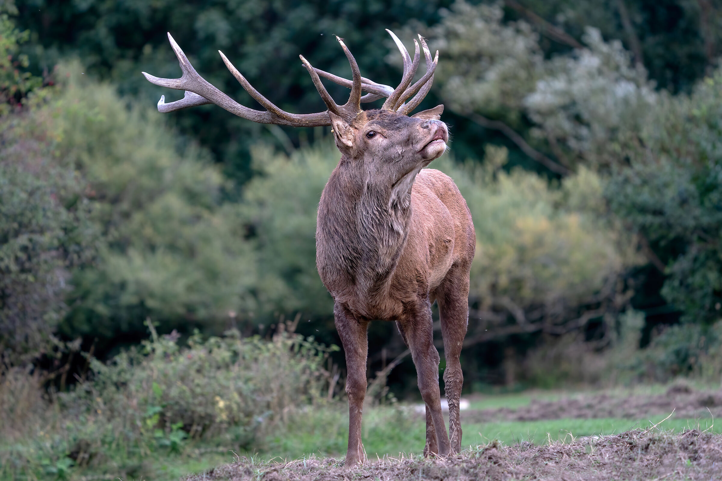 Odore di femmina - Cervo nobile