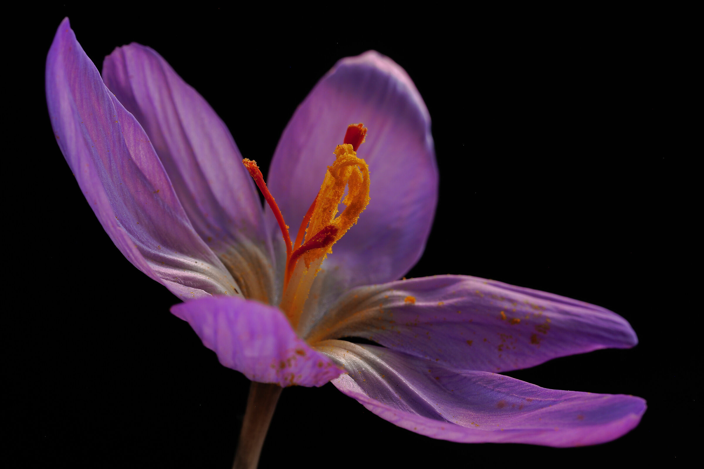 Vernus crocus