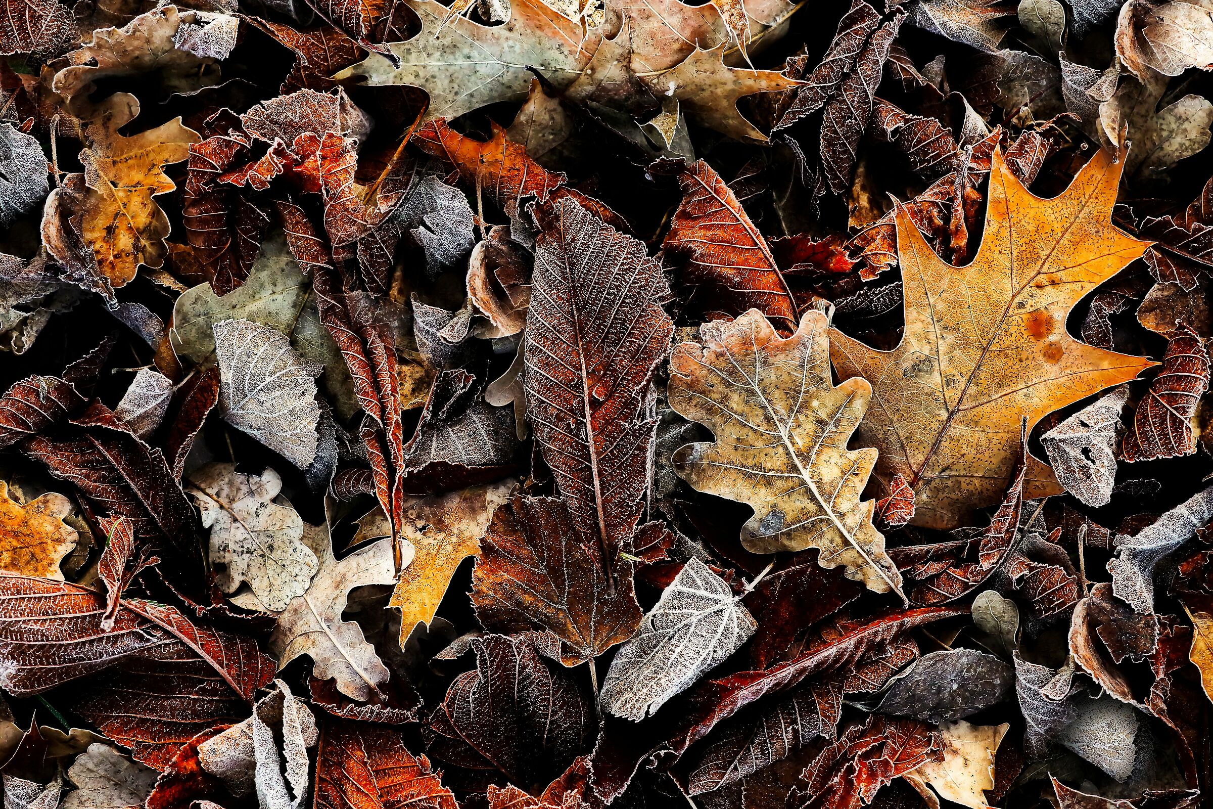 " Autumn Palette..."