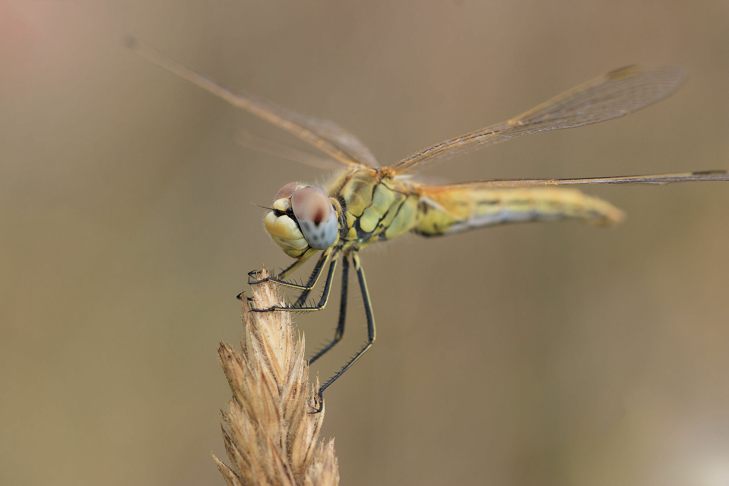 libellula