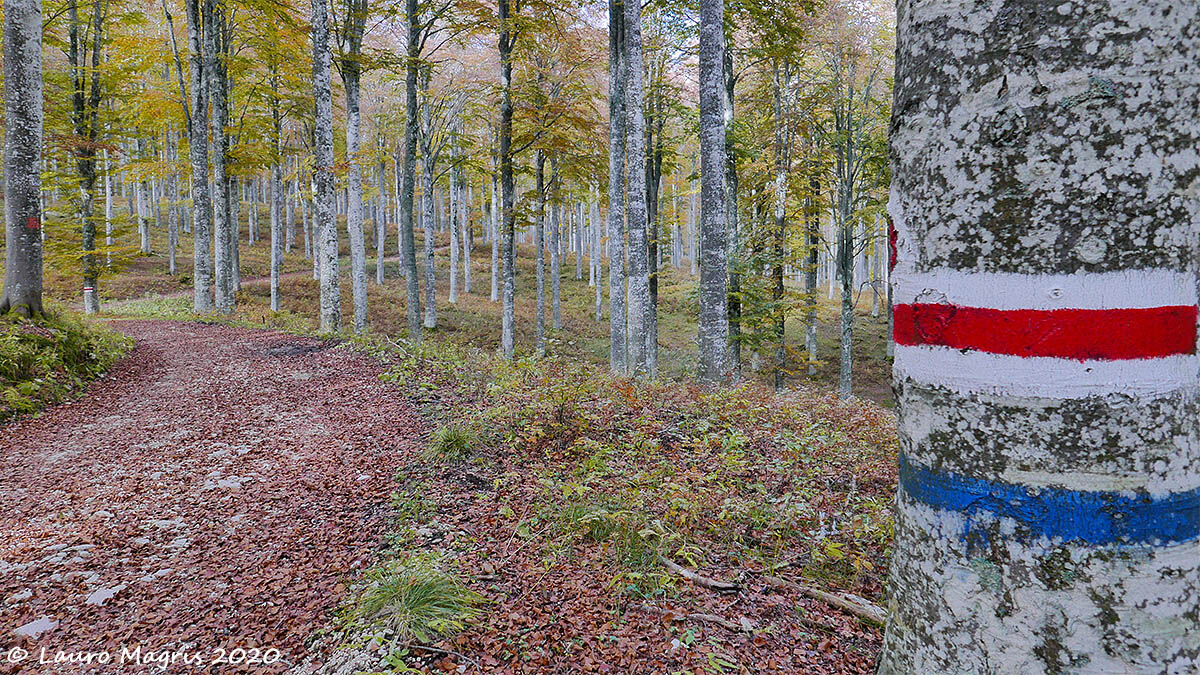 Signs and colors in the woods