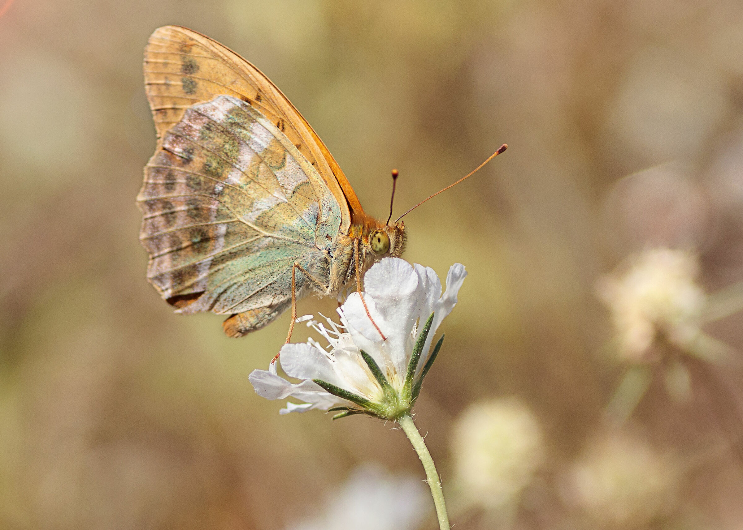 Argynnis paphia