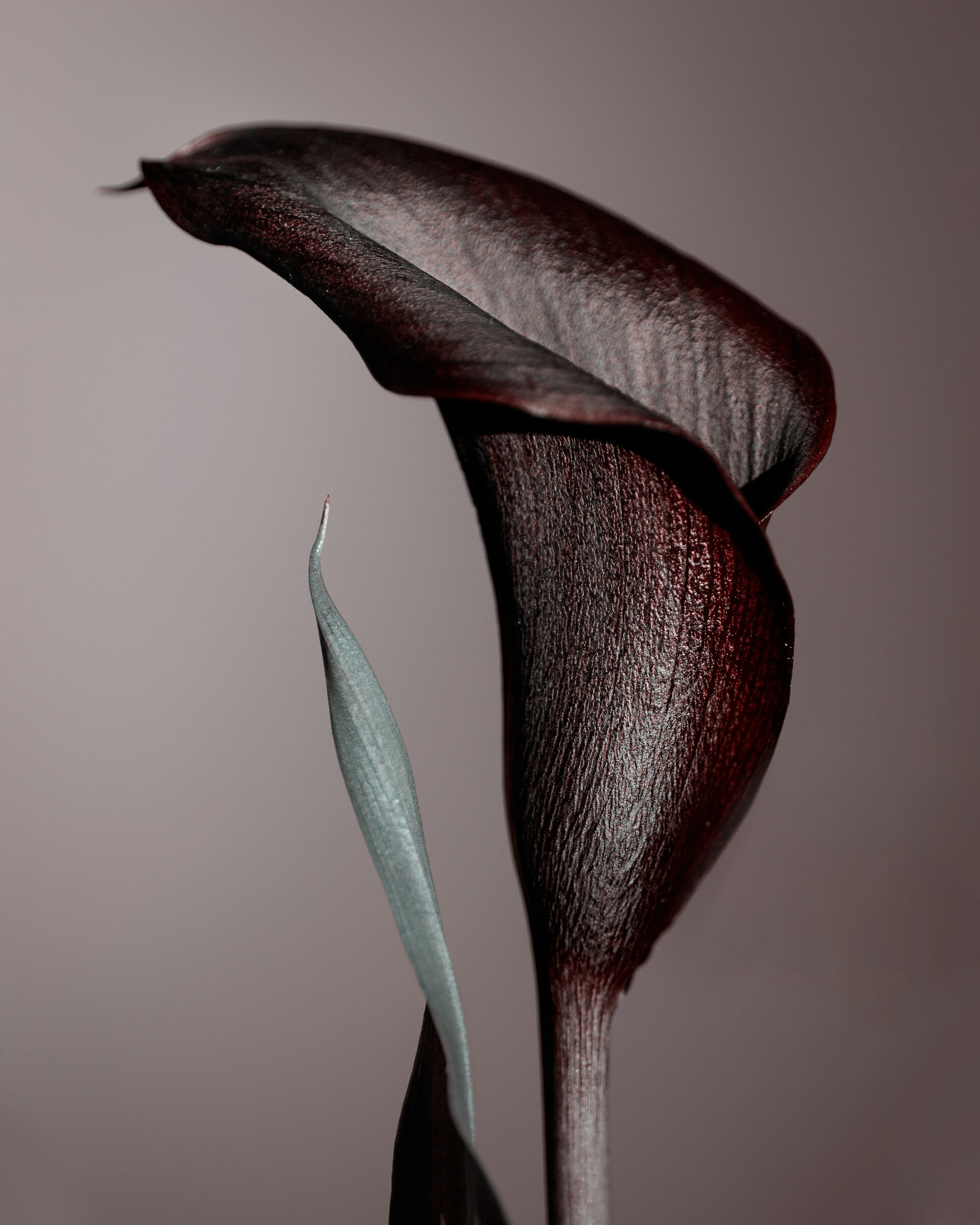 calla nera