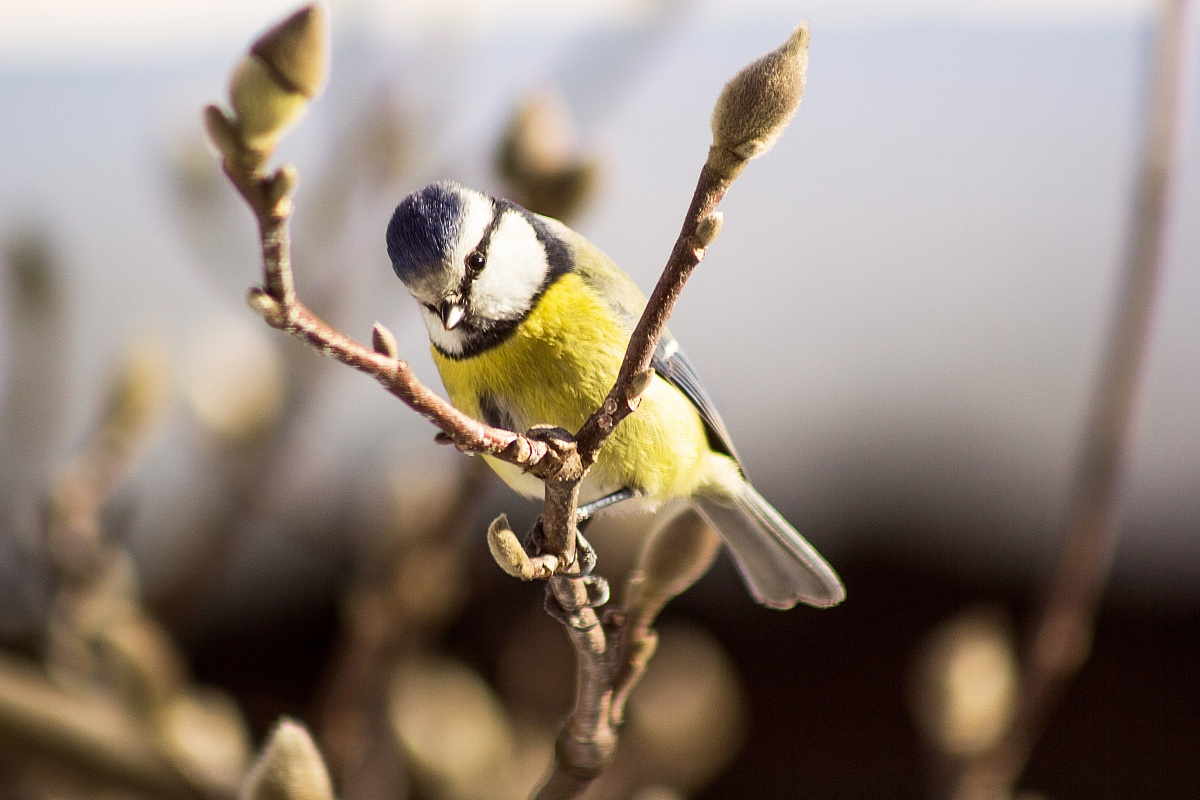 Blue Tit