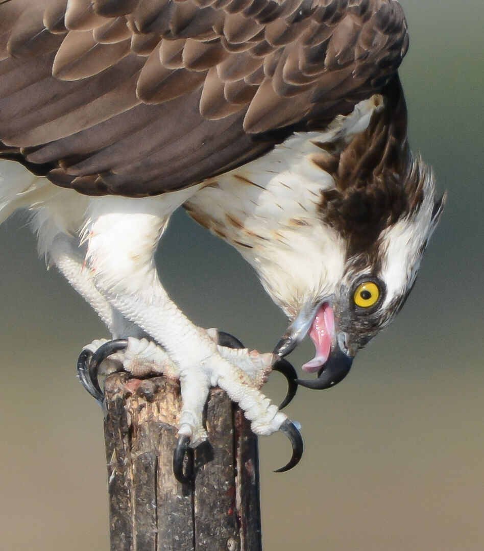 Osprey