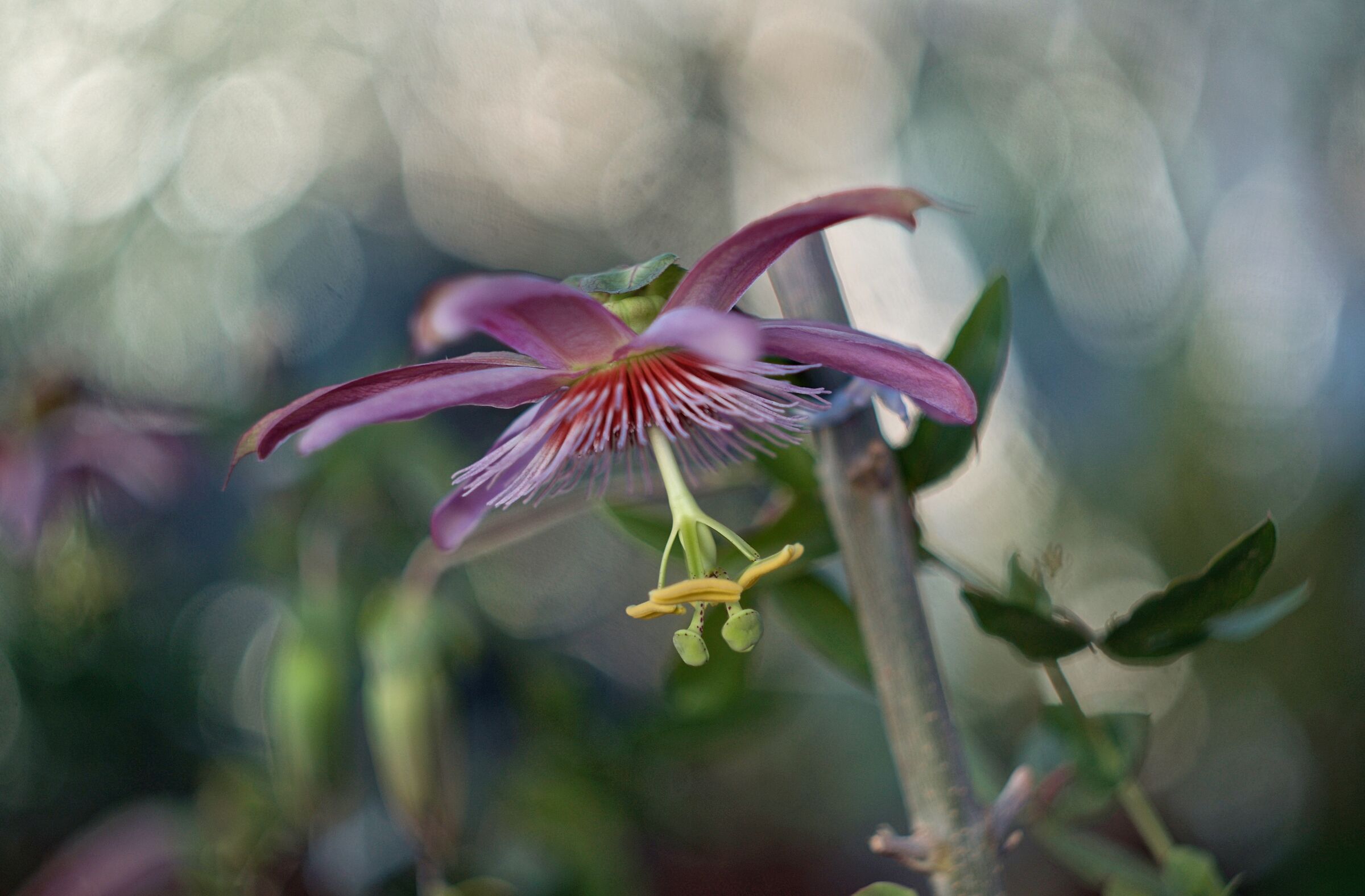 Passion in The Mirror