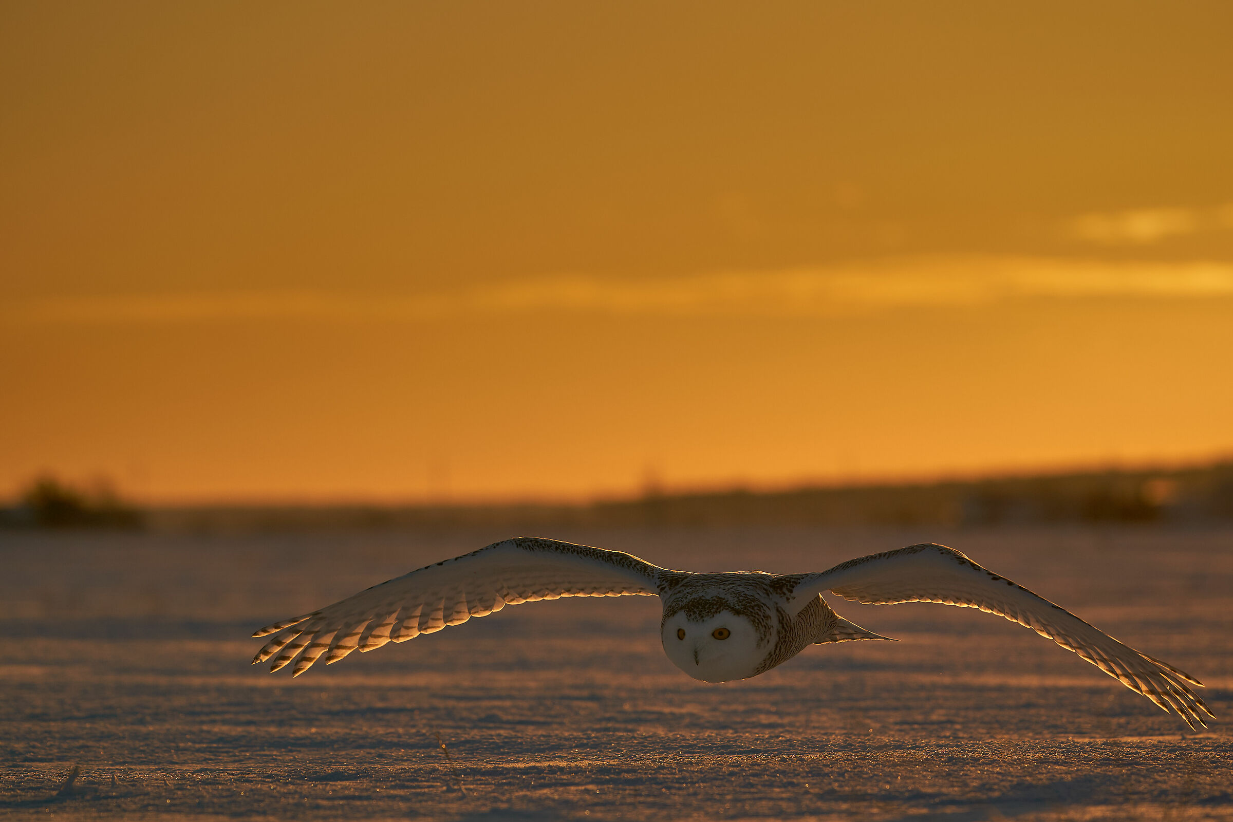 Snow owl
