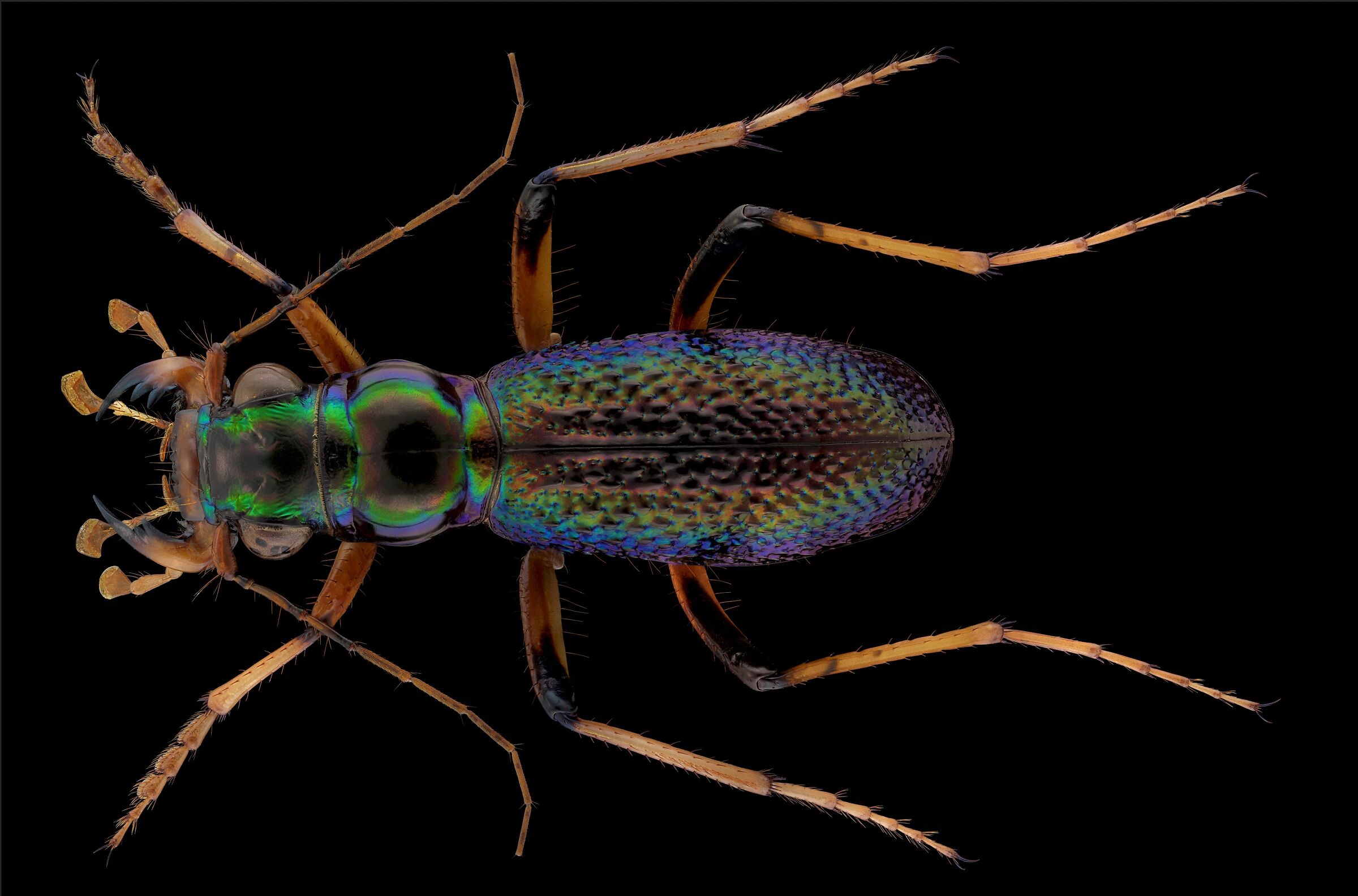 Bennigsen's megacephla regalis