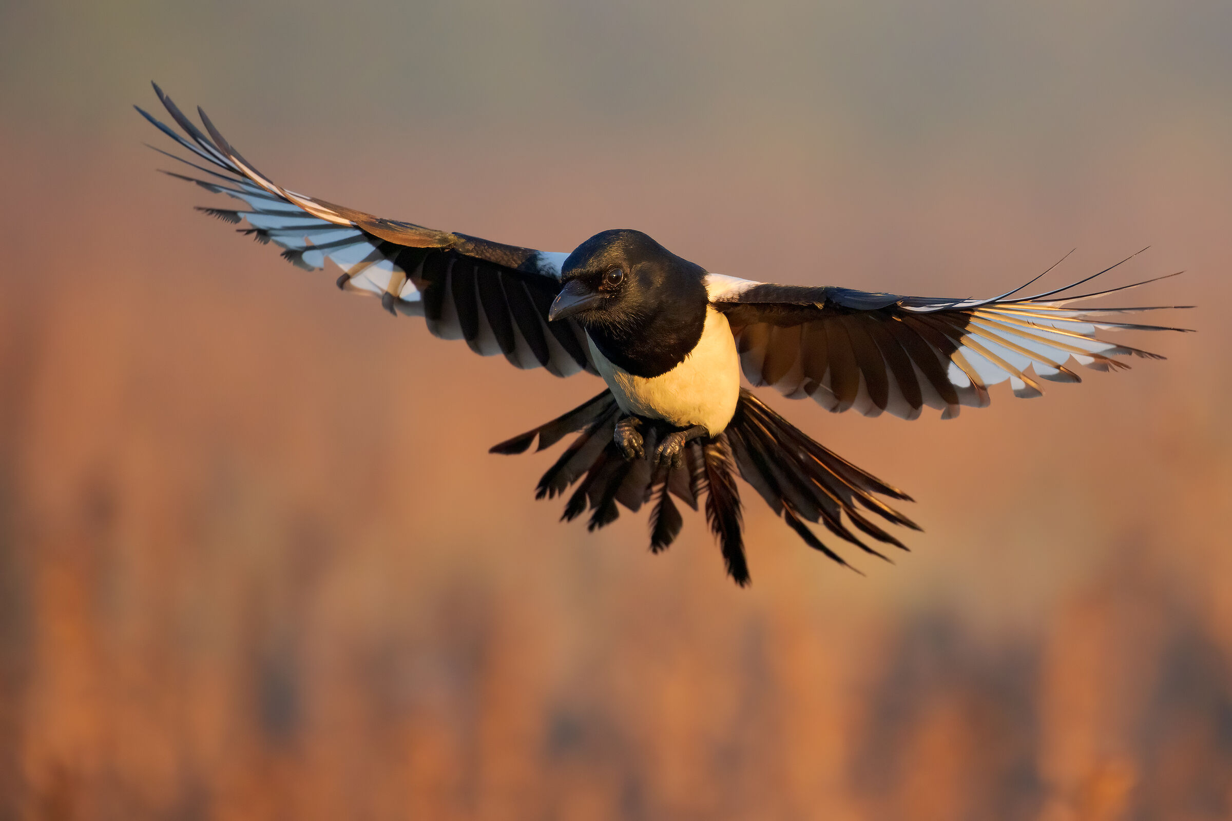 Magpie