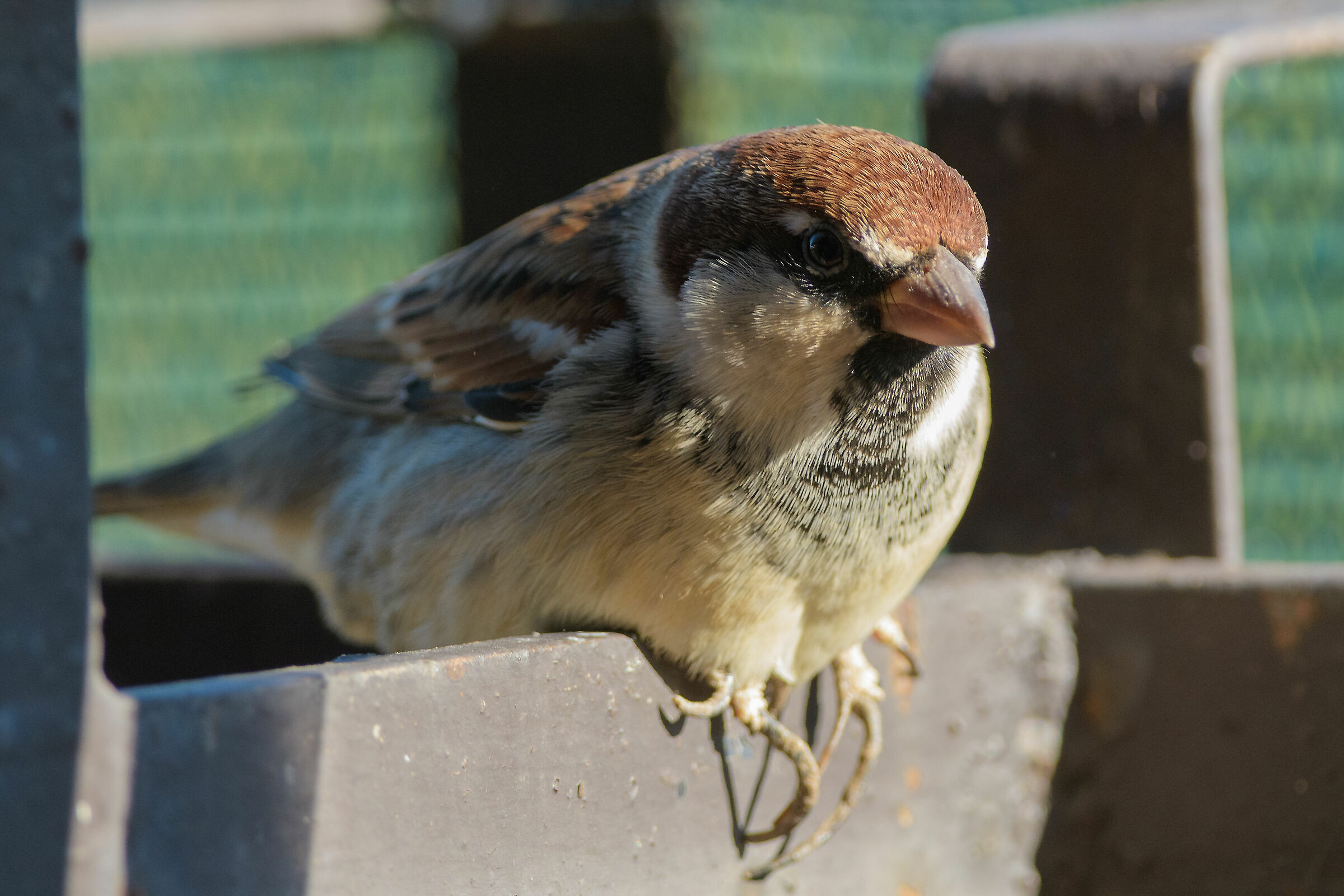 Sparrow