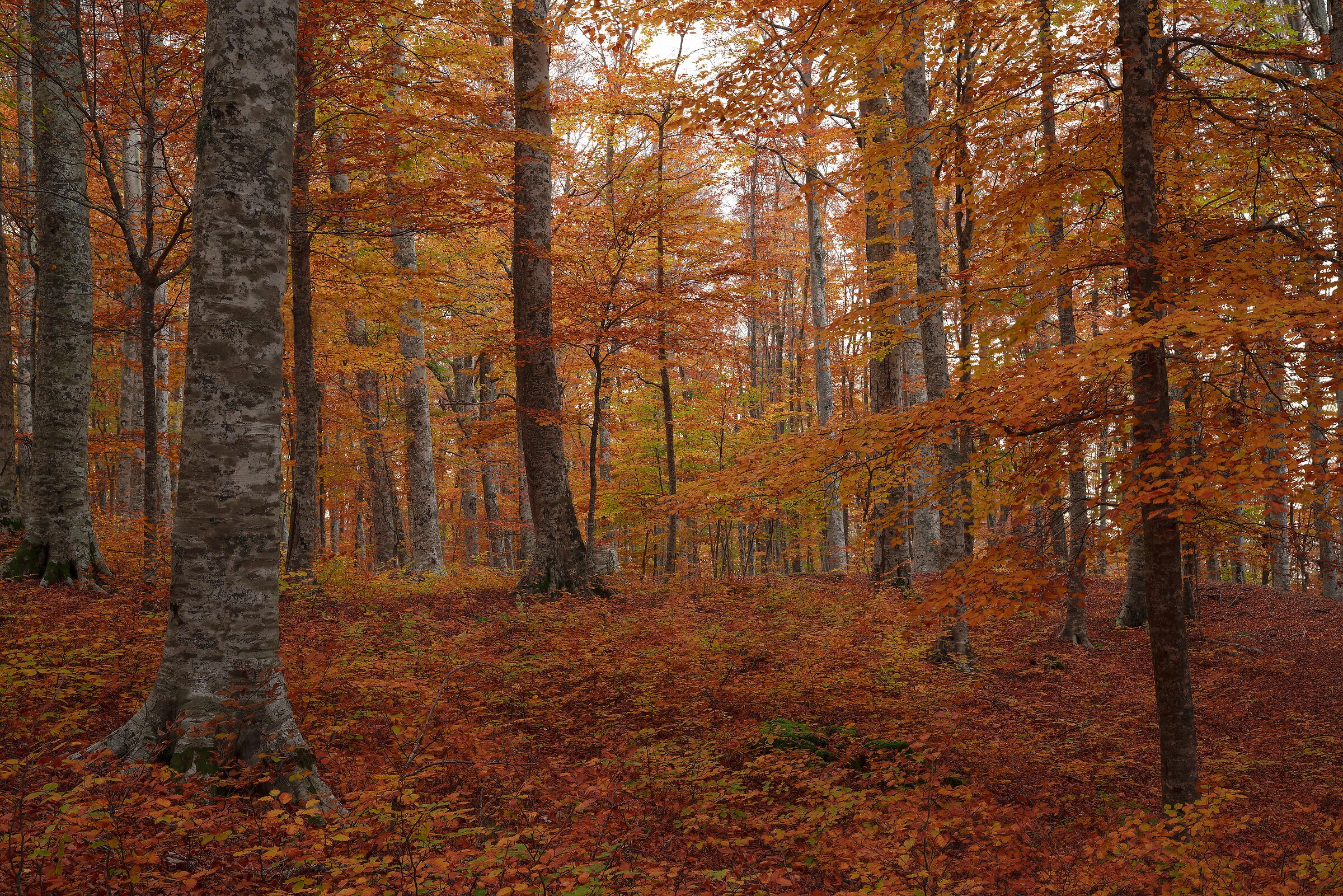 colori autunnali, monte amiata