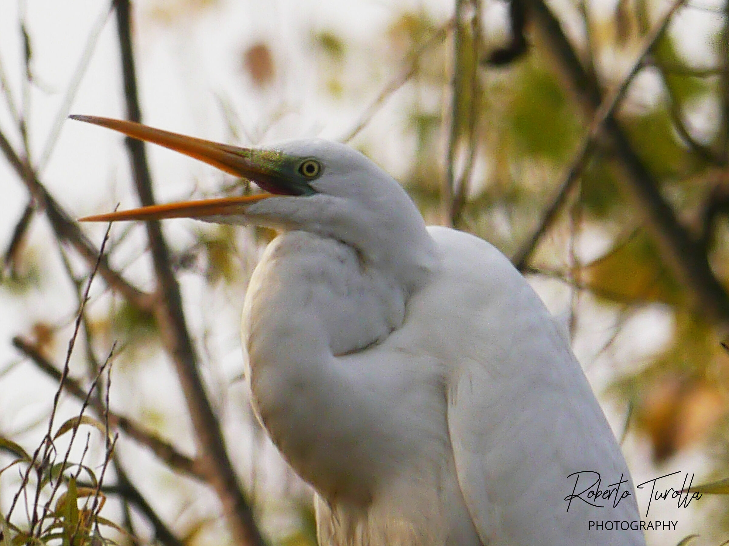 White heron
