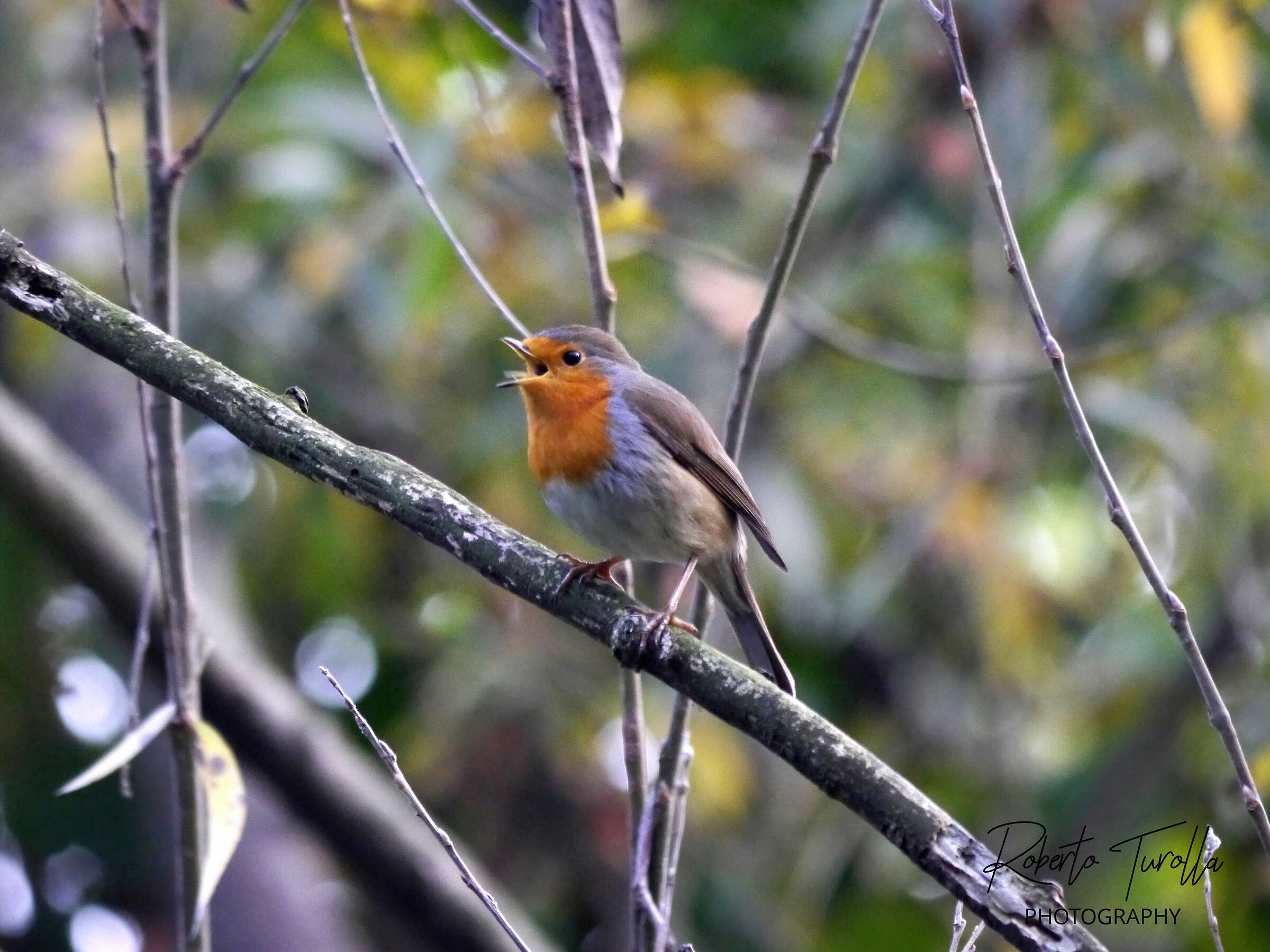 Robin