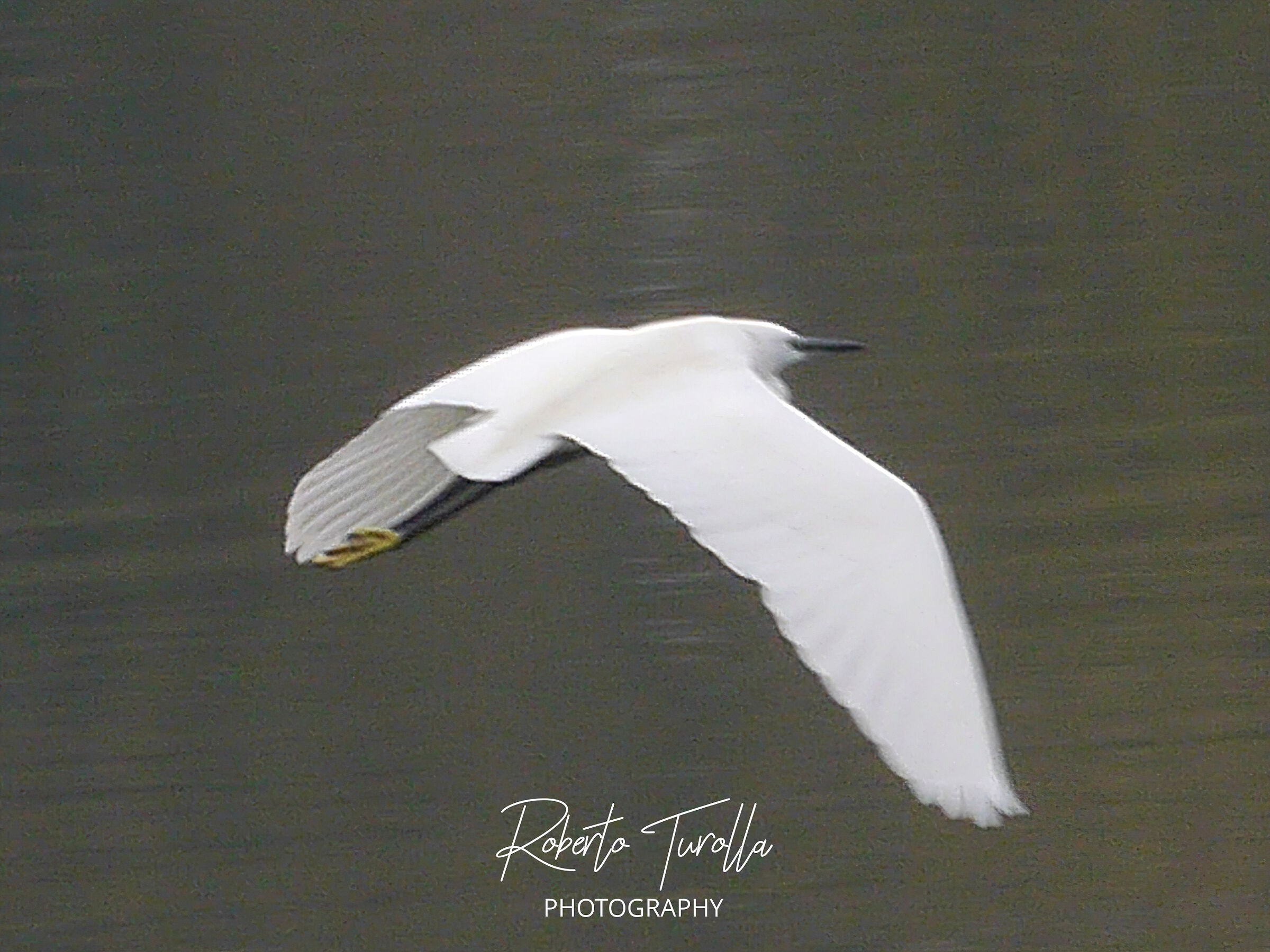 Egret