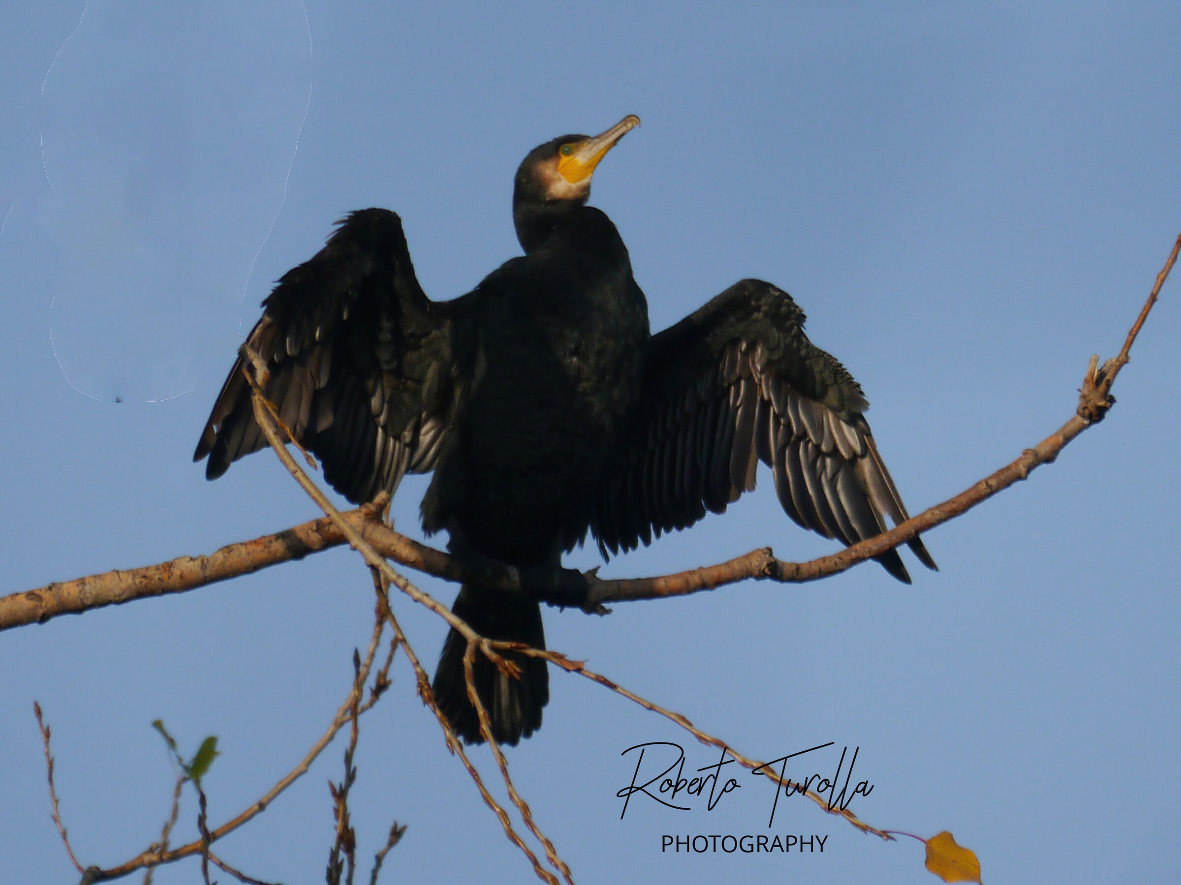 Cormorant
